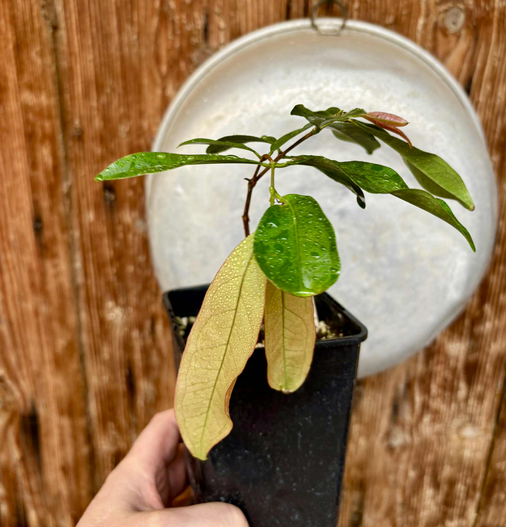 Eugenia florida - 1 potted plant / 1 getopfte Pflanze