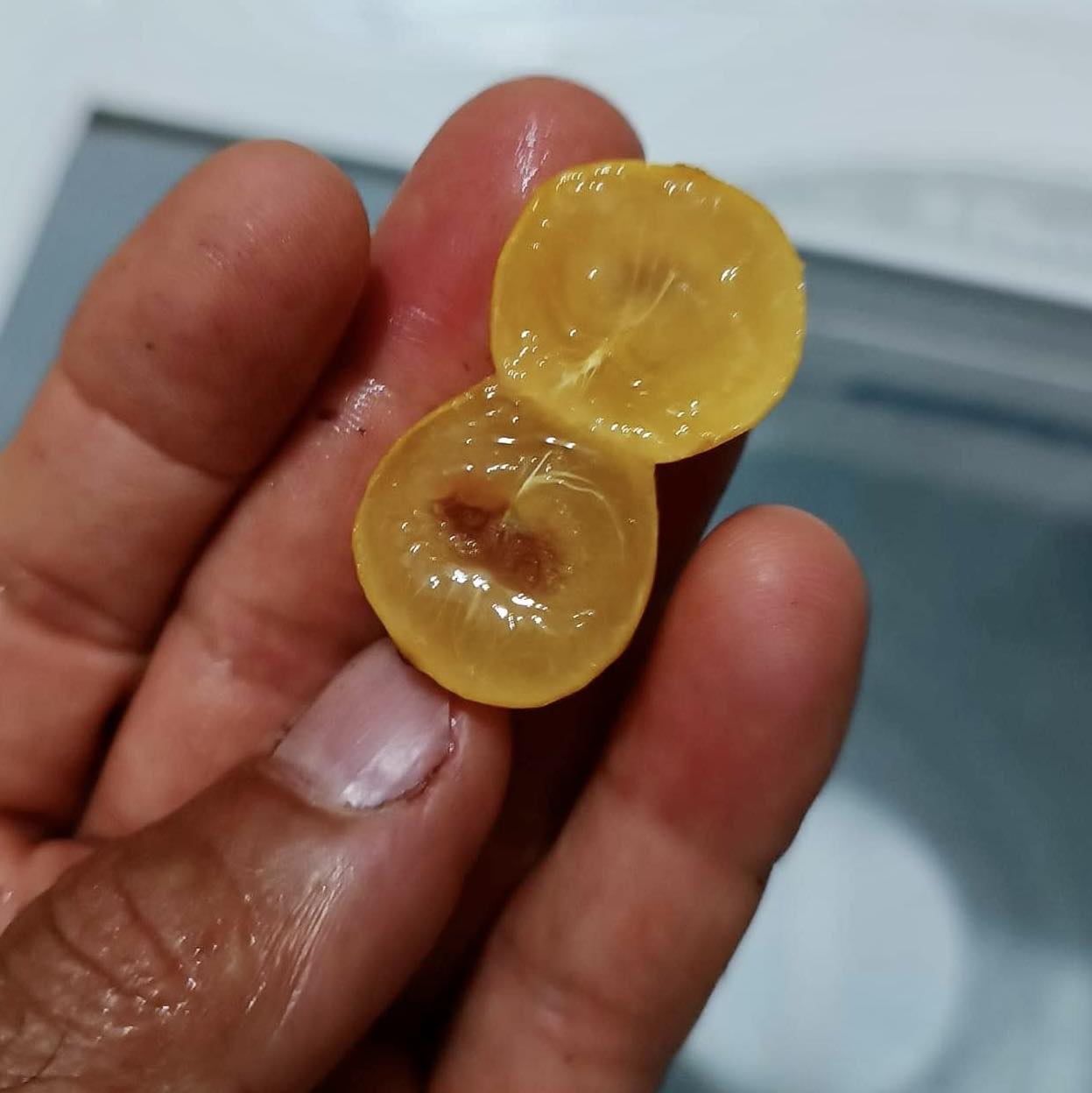 Pre Order - Myrciaria guaquiea - 1 fresh seed / 1 frischer Samen