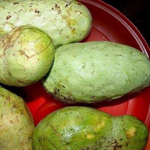 Araticum Pinha (Annona vepretorum)  - 1 fresh seed / 1 frischer Samen