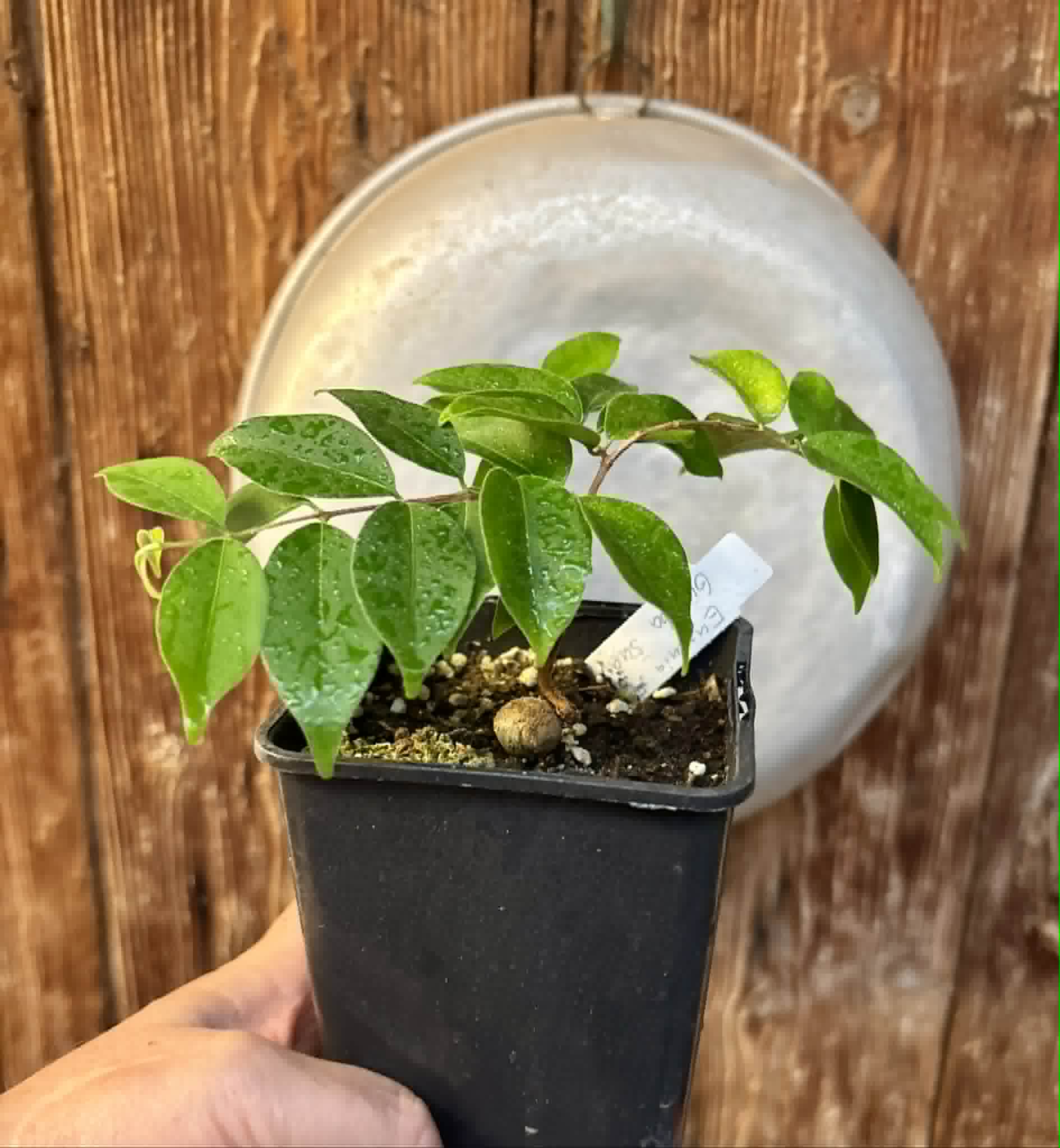 Eugenia sp Guajuba suave -  1 potted seedling / 1 getopfter Sämling