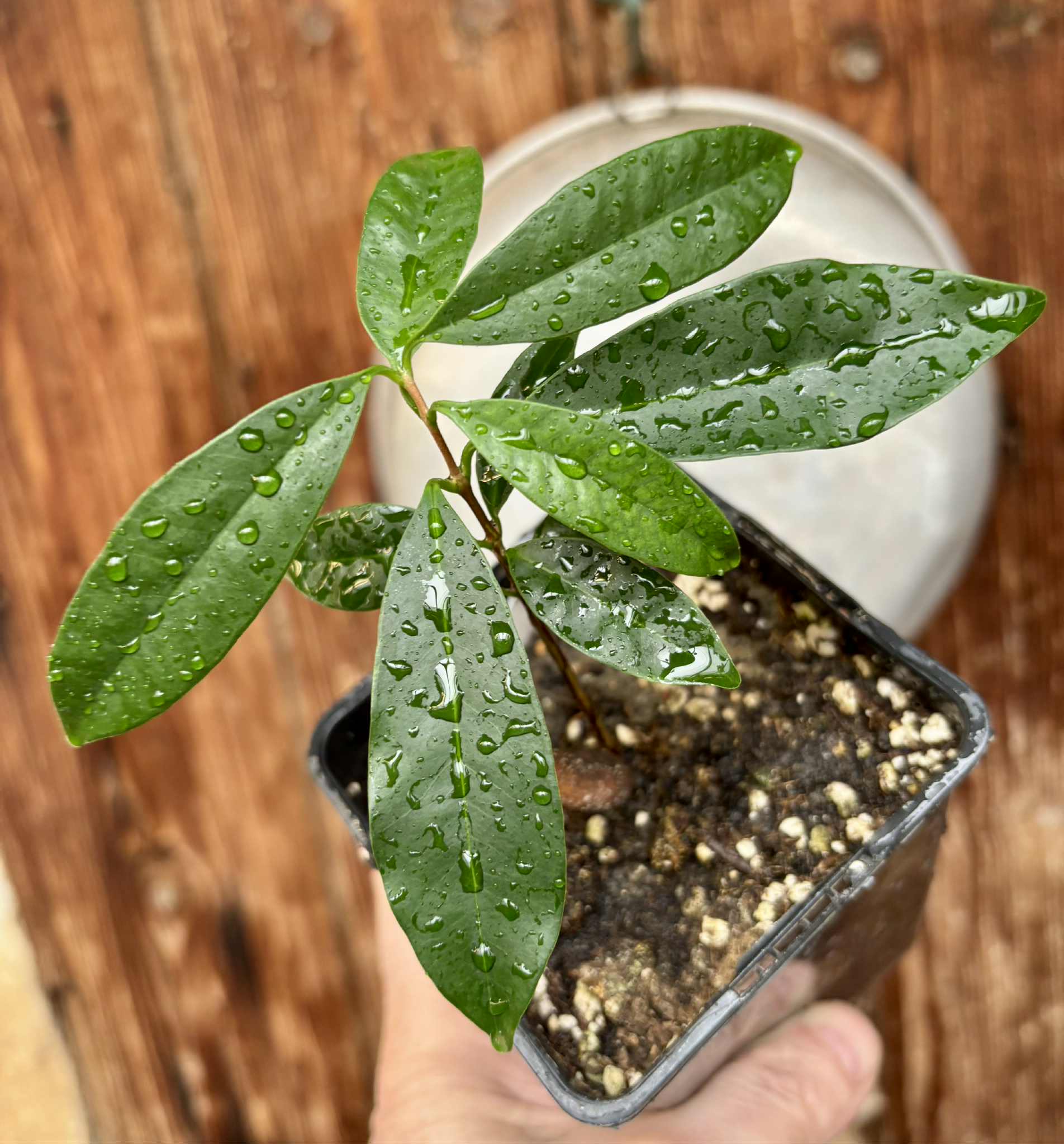 Eugenia cerasiflora - 1 potted plant - 1 getopfte Pflanze