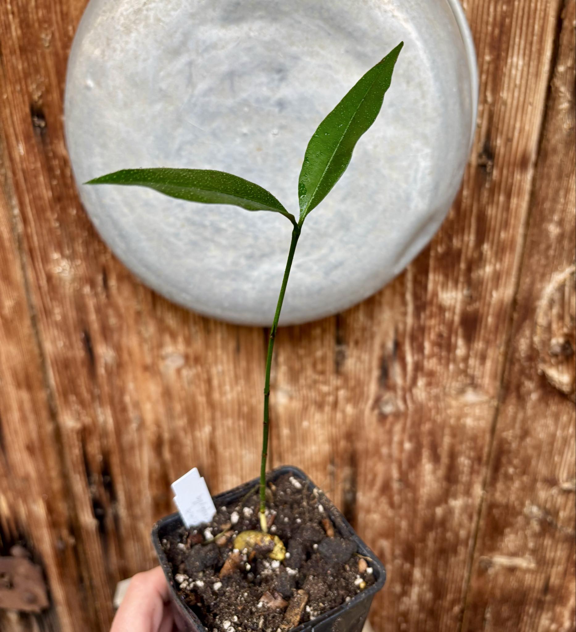 Garcinia macrophylla - 1 potted seedling / 1 getopfter Sämling
