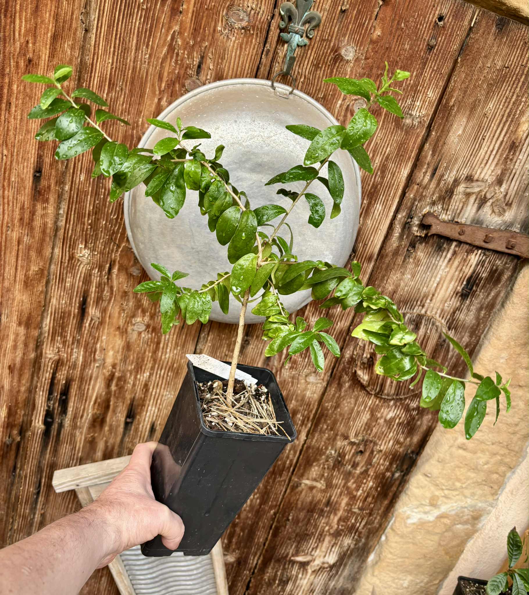 self fertile variety - Kei Apple (Dovyalis caffra) - 1 potted plant / 1 getopfte Pflanze