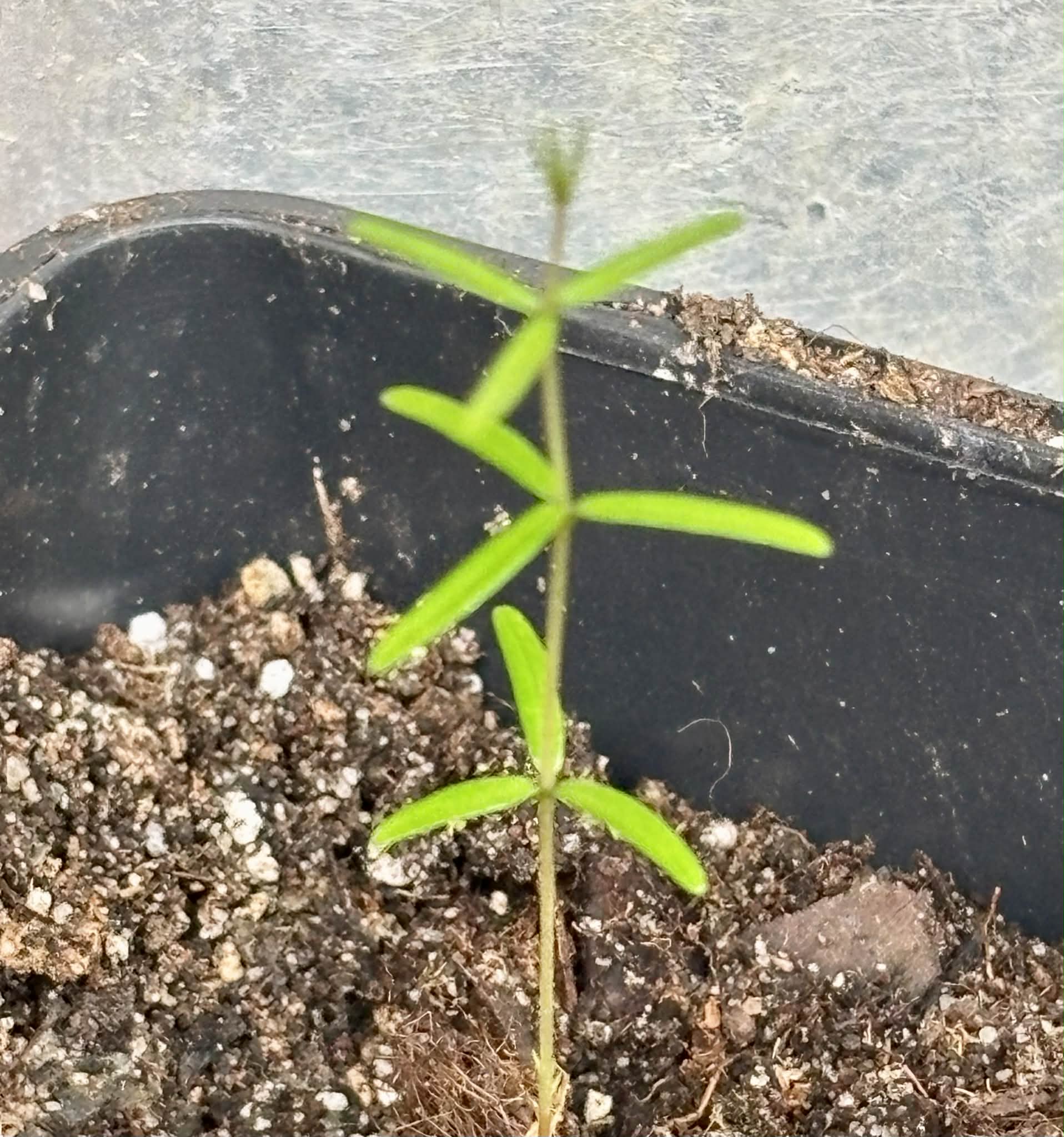 Eugenia colipensis - 1 potted seedling / 1 getopfter Sämling