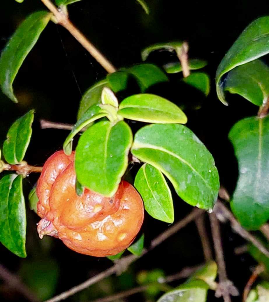 Eugenia uniflora var. Teneriffa  - 1 small potted seedling / 1 kleiner, getopfter Sämling