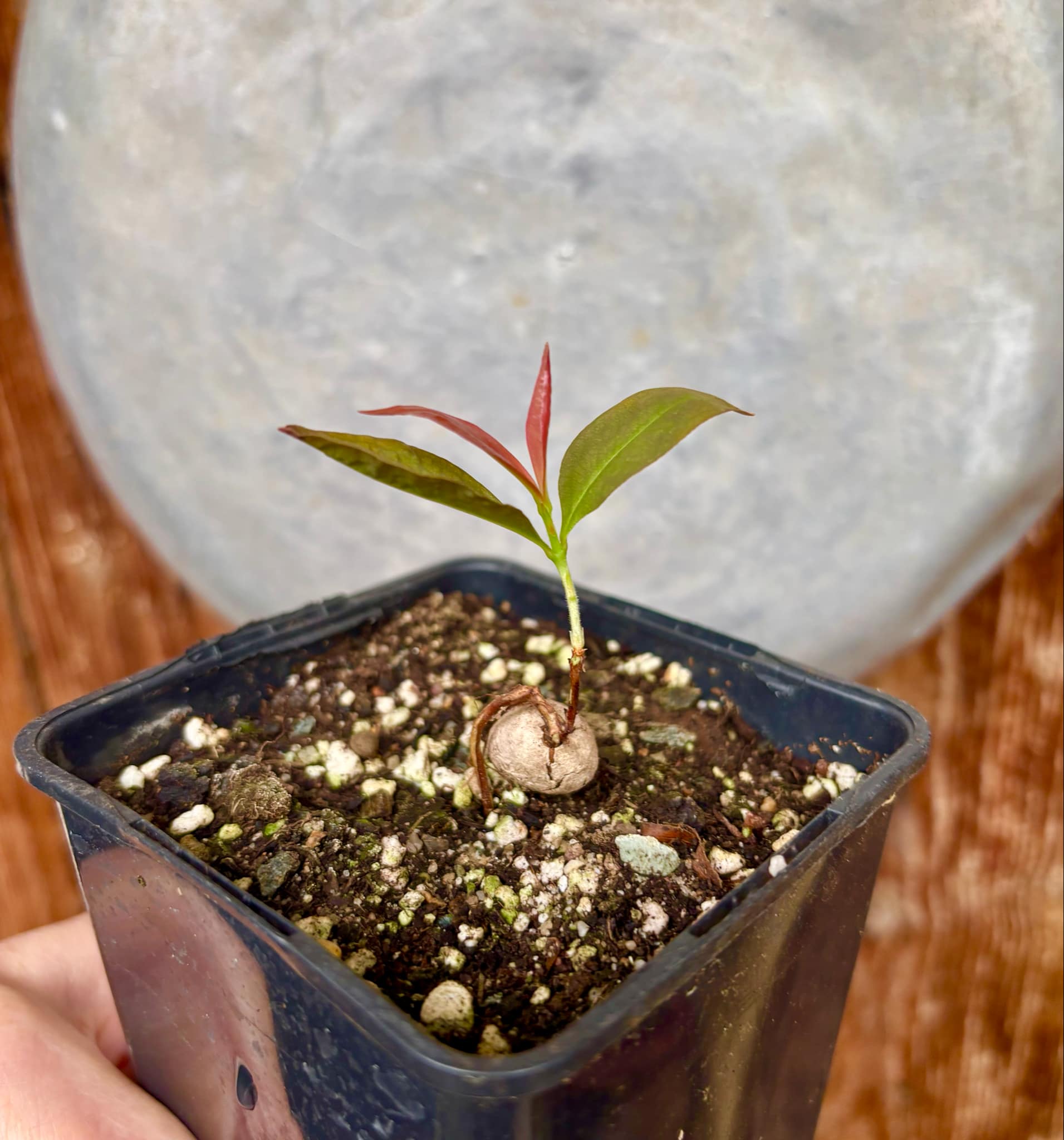 Cagaita var. "Brinco de Princesa" (Eugenia dysenterica) - 1 potted plant / 1 getopfte Pflanze