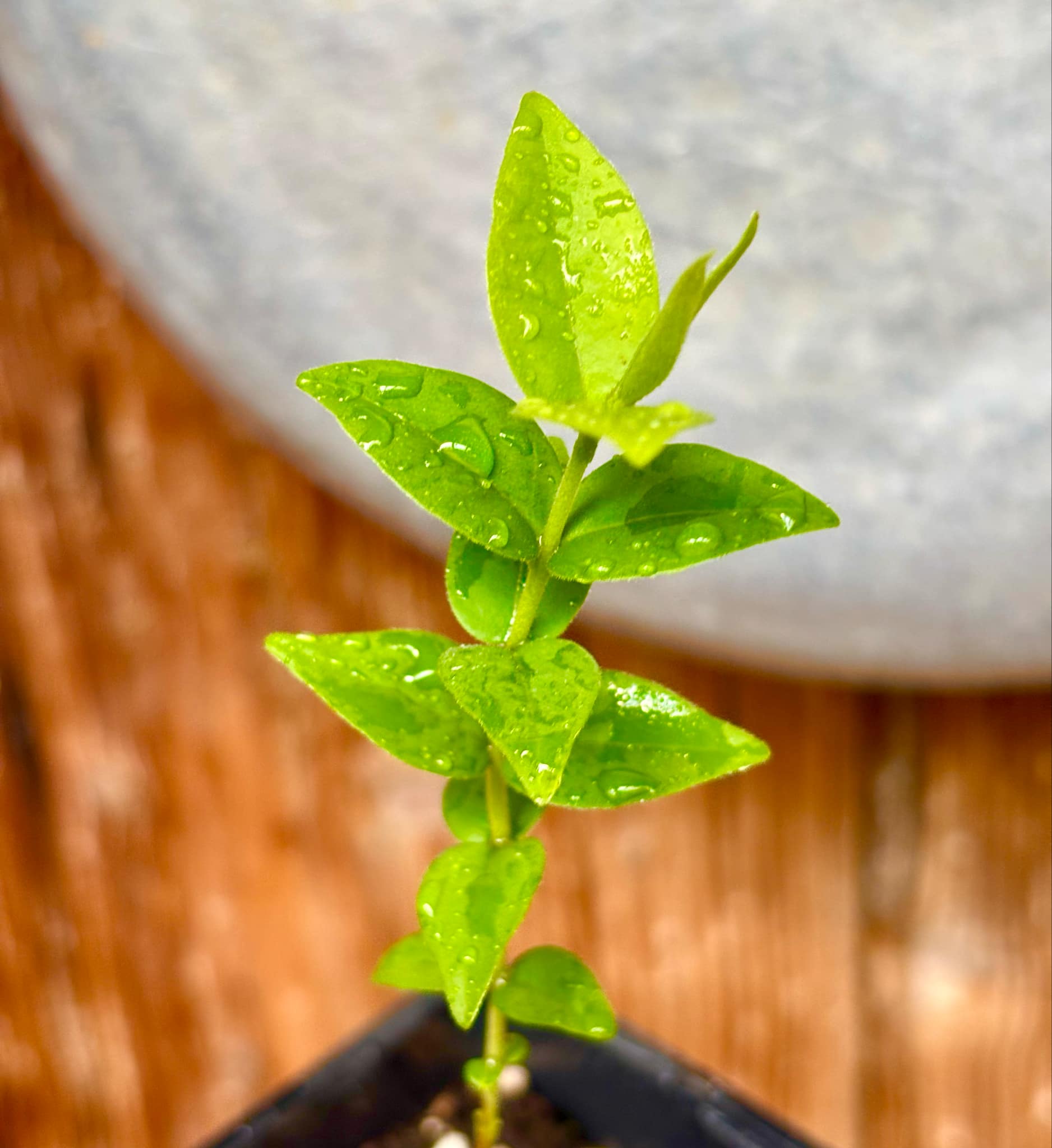 Eugenia sp Palometa - 1 potted seedling / 1 getopfter Sämling