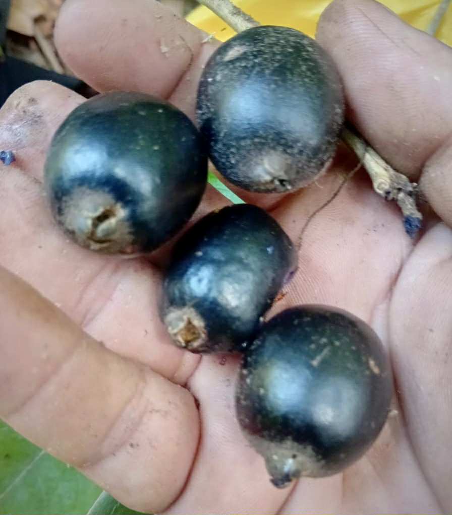 Eugenia sp Azul de Rondonia - 1 fresh seed / 1 frischer Samen