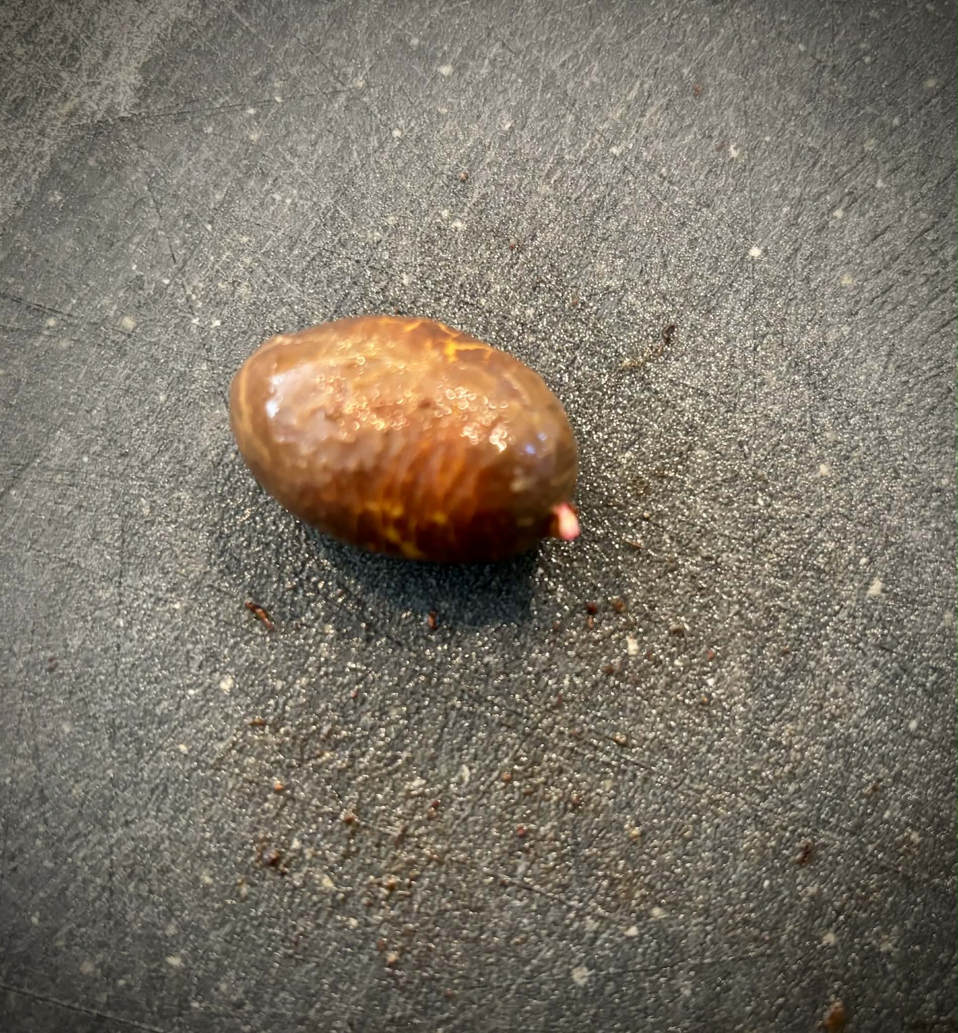 Mundu - Garcinia dulcis - 1 germinated seed / 1 gekeimter Samen
