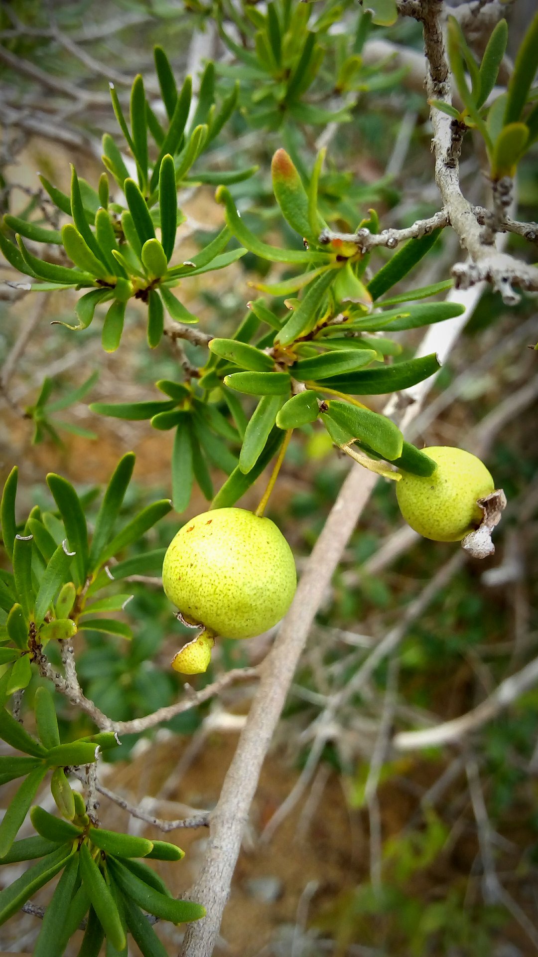 Psidium pulcherrimum - 1 fresh seed / 1 frischer Samen