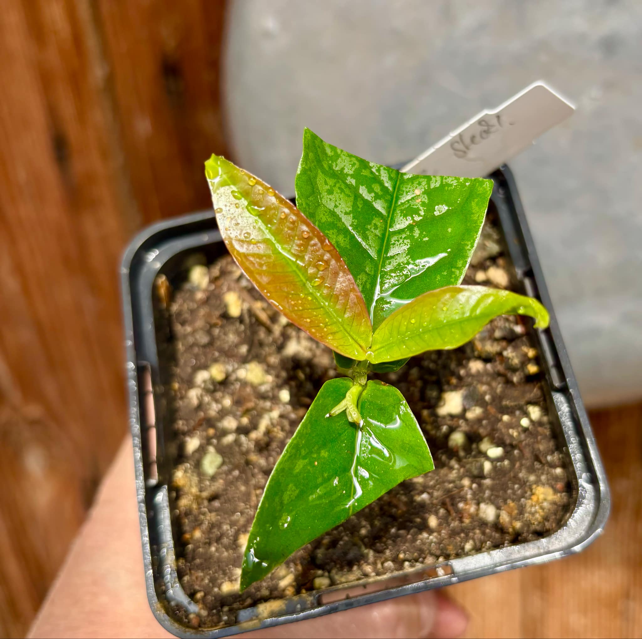 Syzygium aqueum - Water Apple - 1 rooted cutting - 1 bewurzelter Steckling