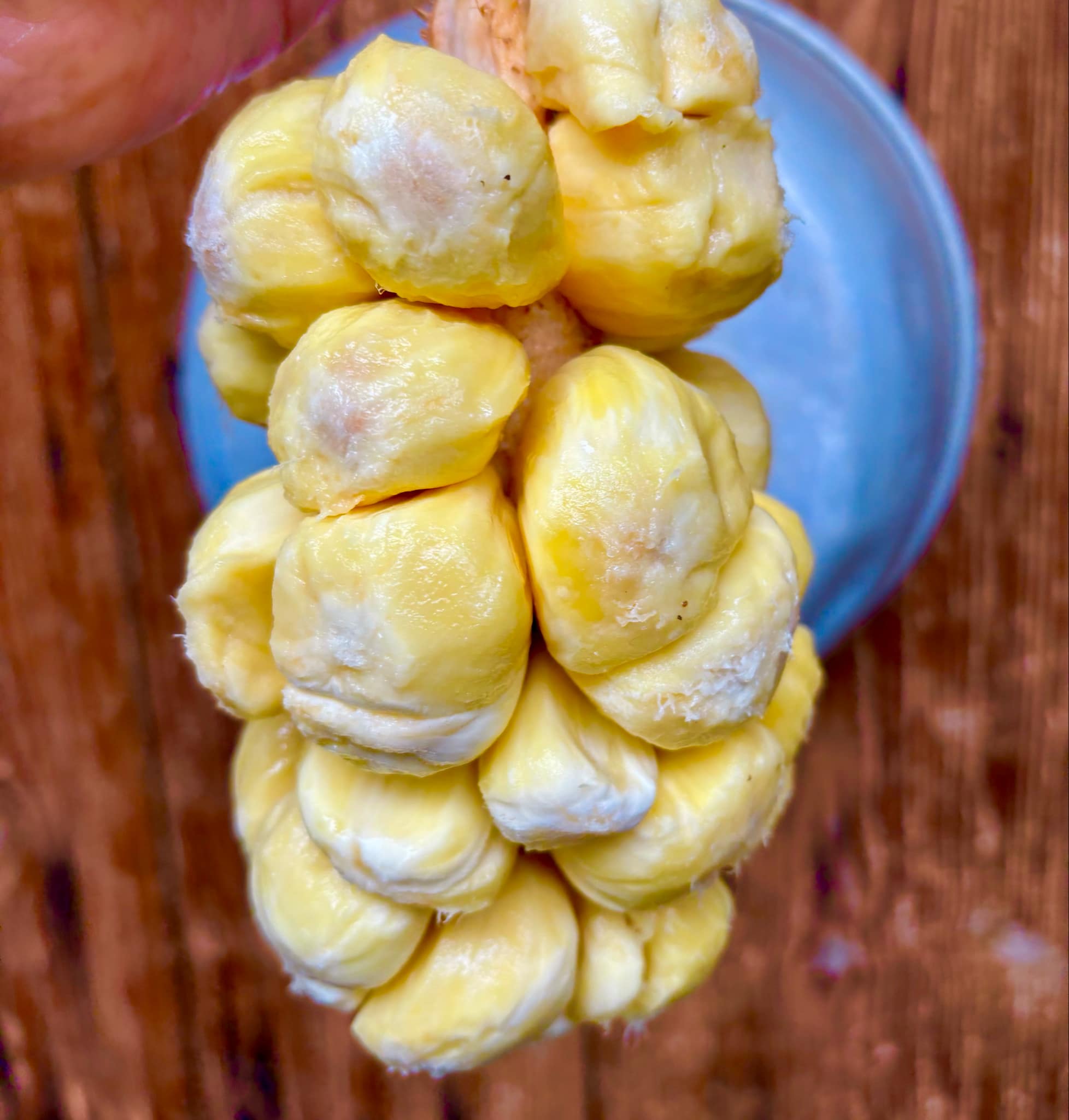 Cempedak (Artocarpus integer)  -  1 fresh seed / 1 frischer Samen