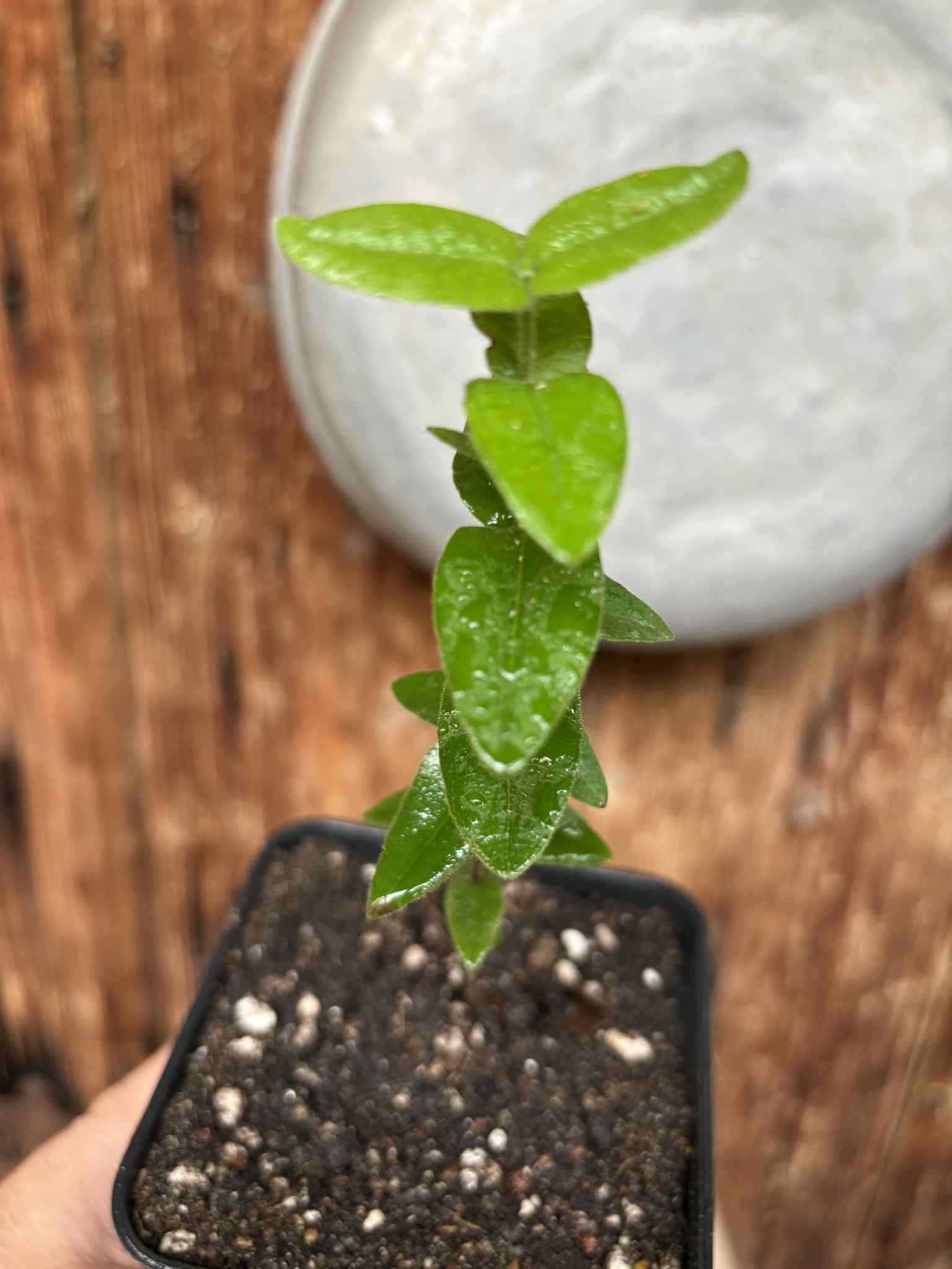 Myrciaria caerulescens (Roxa - Blue Guaquiea) - 1 potted seedling / 1 getopfter Sämling Myrciaria caerulescens (Roxa - Blue Guaquiea) - 1 potted seedling / 1 getopfter Sämling