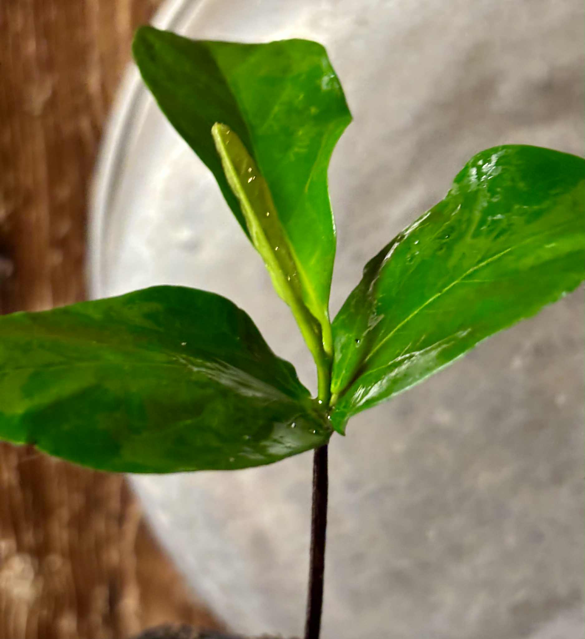 Diospyros nigra - Black Sapote var. Bernecker - 1 potted seedling / 1 getopfter Sämling