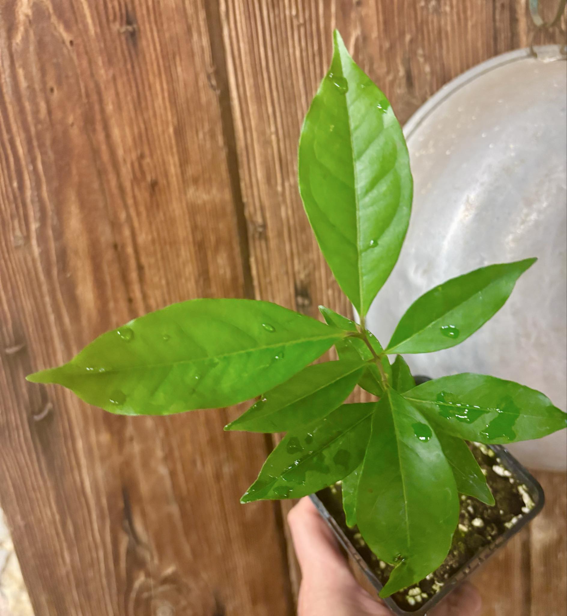 Eugenia sp Belmonte -  1 potted seedling / 1 getopfter Sämling