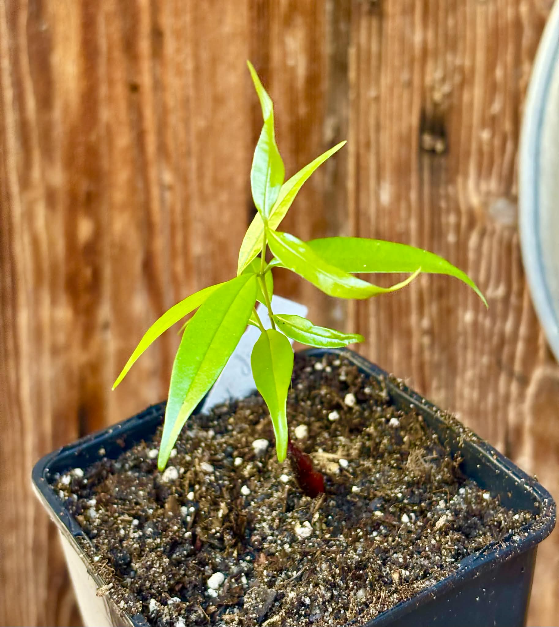 only 1 available - Neomitranthes sp Hortelo Tijuípe - 1 potted seedling / 1 getopfter Sämling