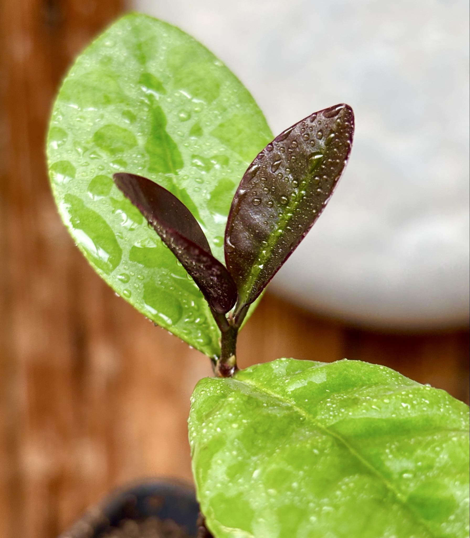 Eugenia itapemirimensis - 1 potted plant / 1 getopfte Pflanze