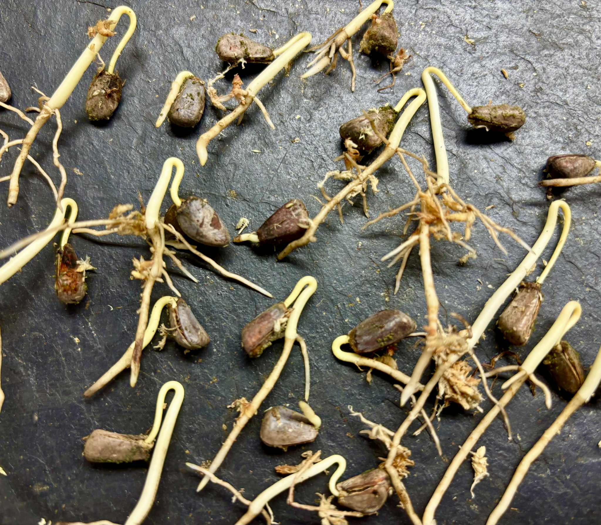 Annona rensoniana  - 2 germinated seeds / 2 gekeimte Samen