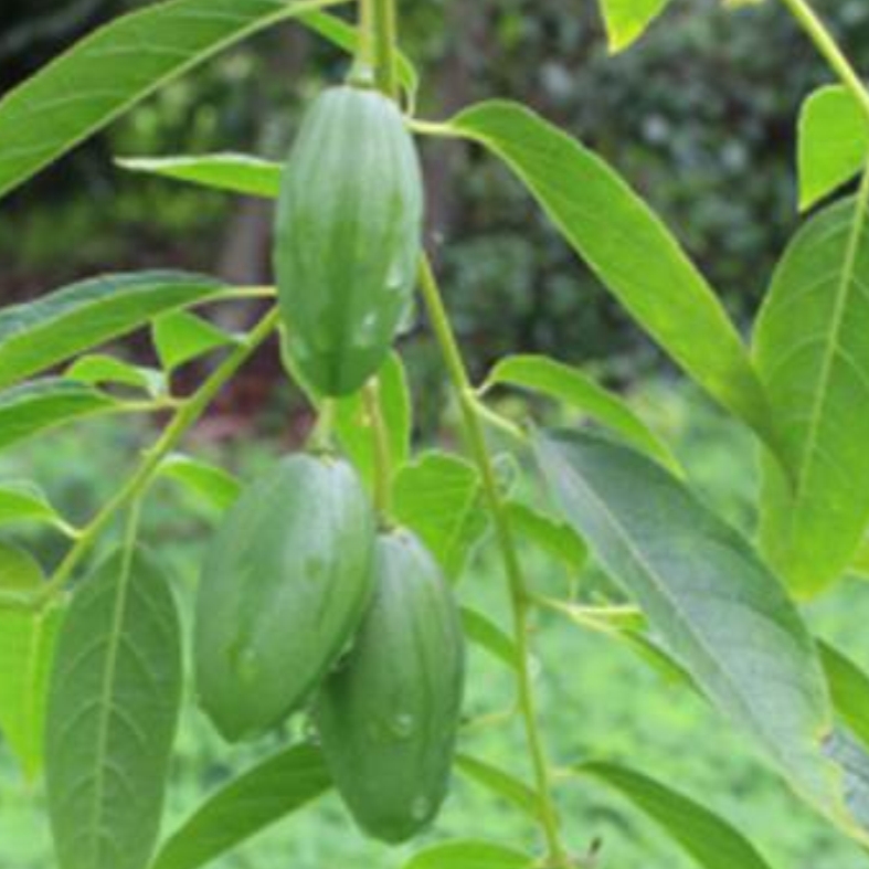 Solanum luridifuscescens - Tomatao Verde Piloso - 1 potted plant / 1 getopfte Pflanze