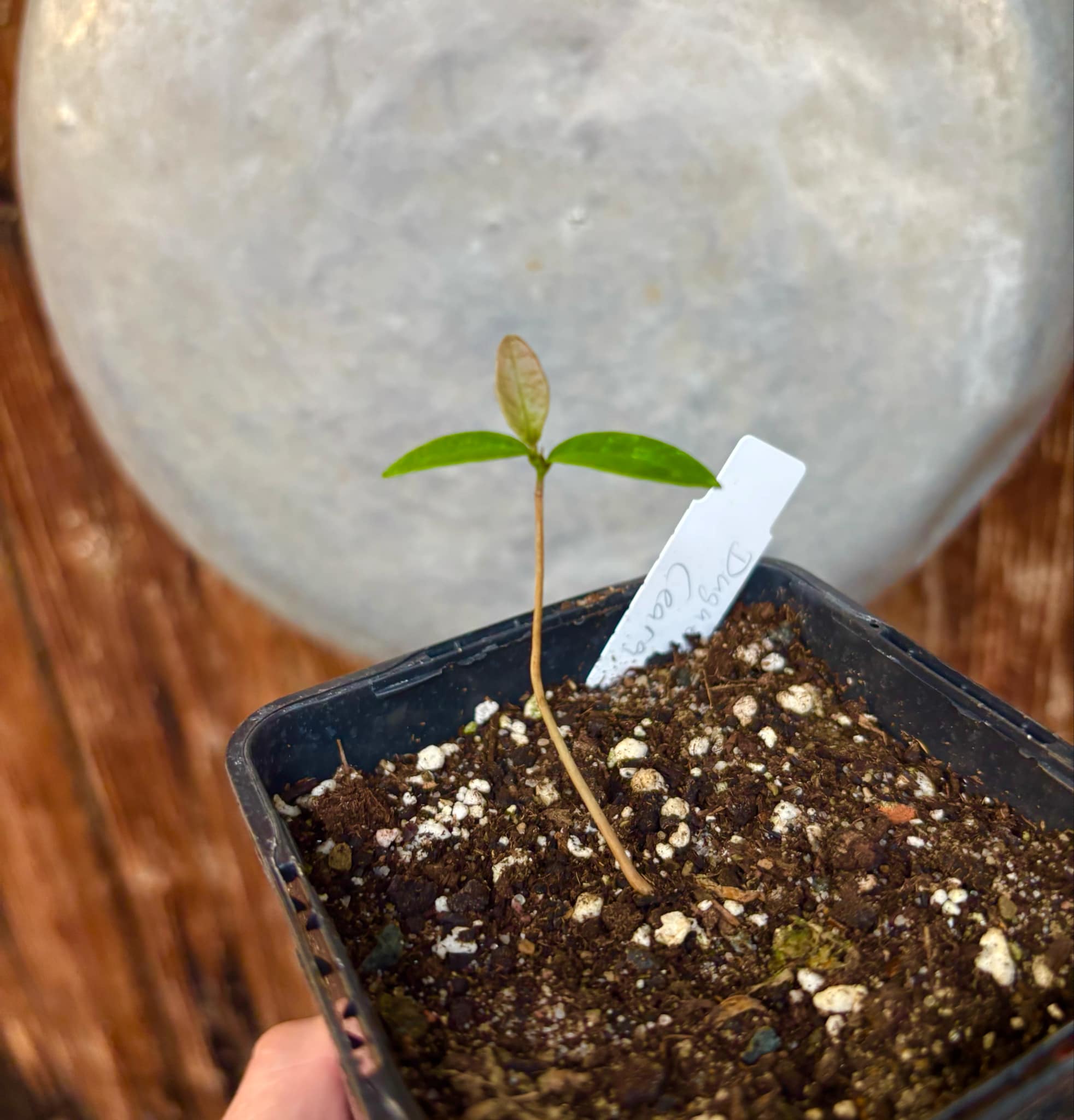 Duguetia sp Ceara - 1 small potted seedling / 1 kleiner, getopfter Sämling
