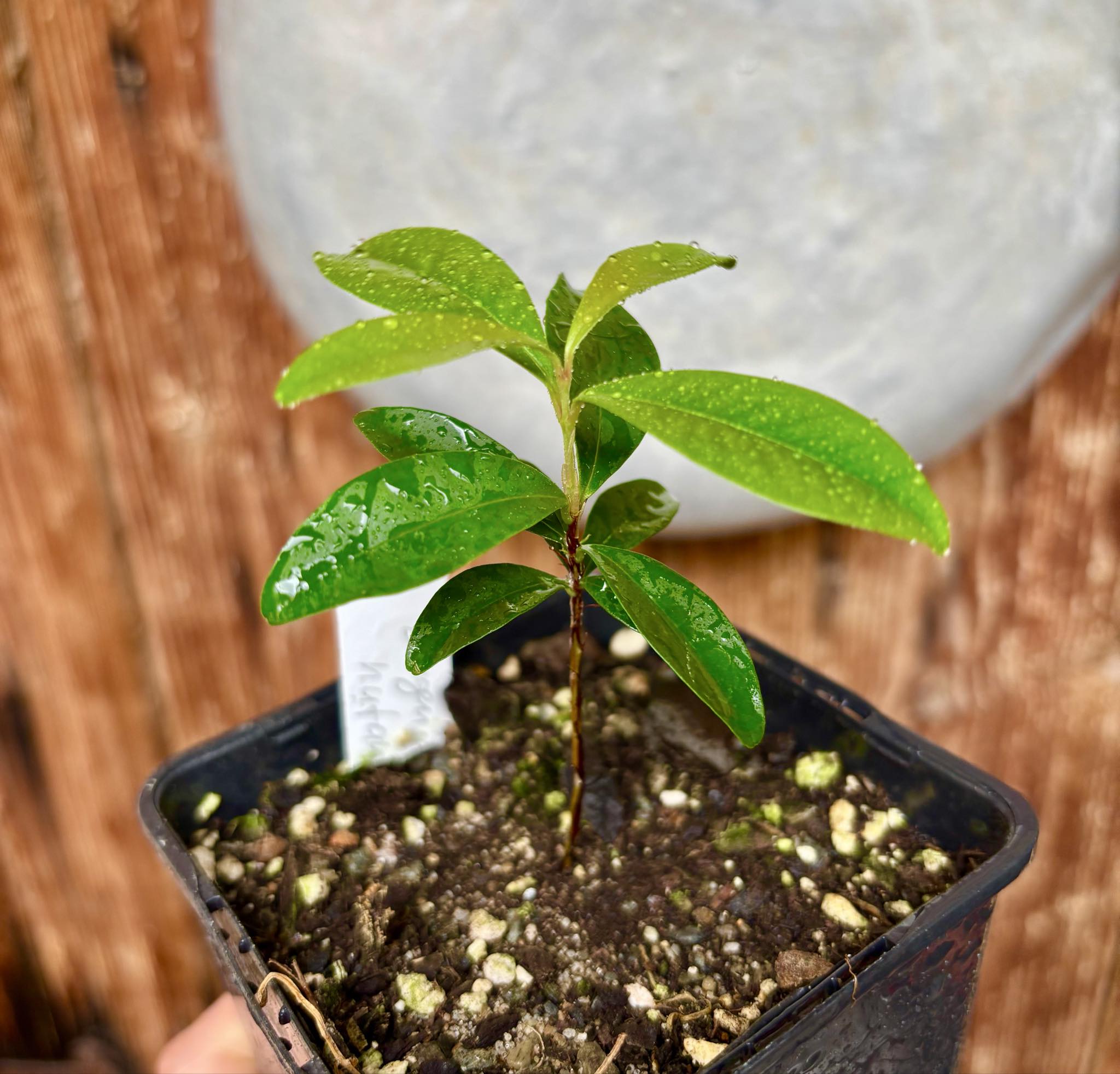Eugenia nutans - 1 small potted seedling / 1 kleiner, getopfter Sämling