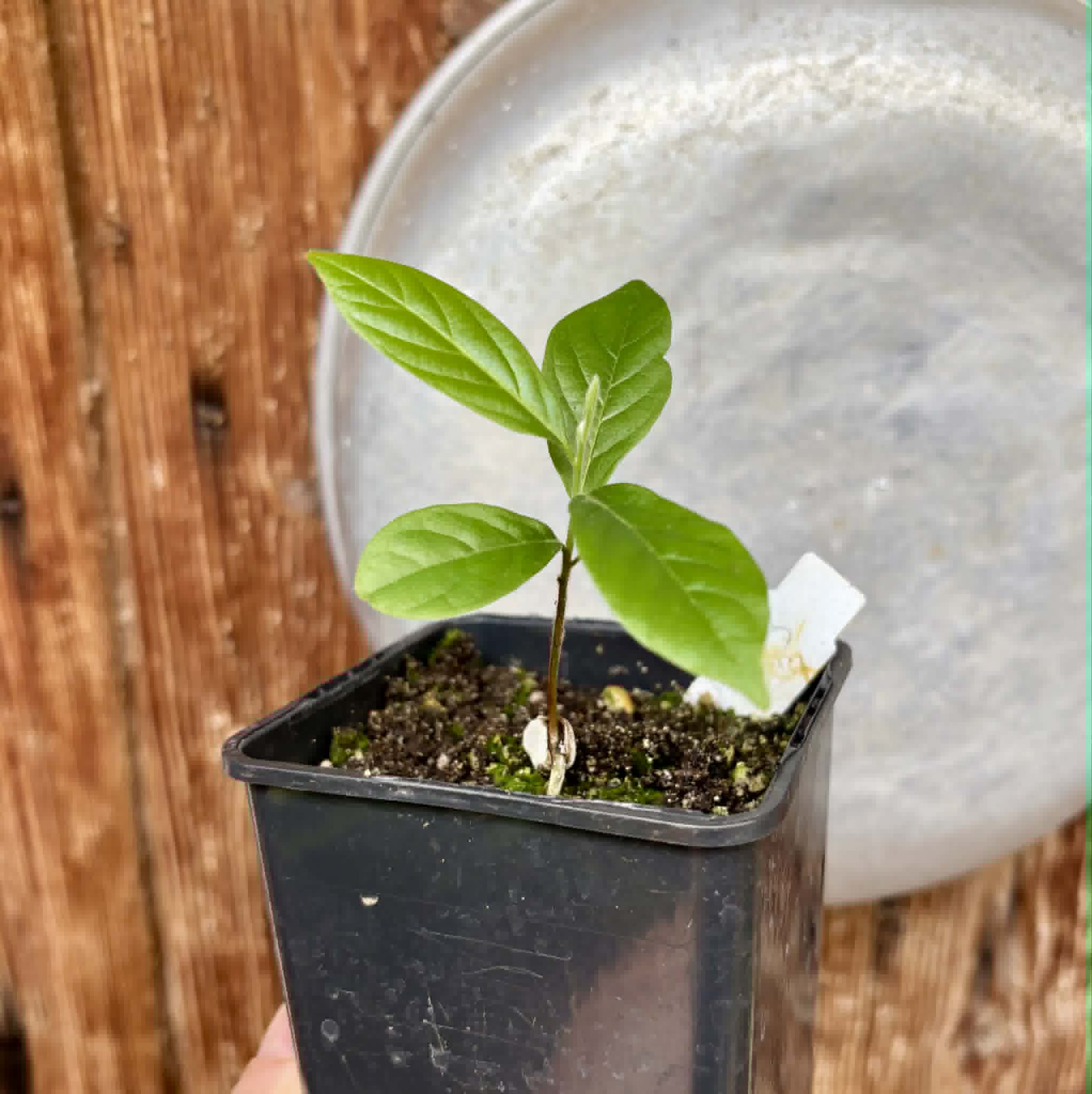 Sapranthus campechianus - 1 potted seedling / 1 getopfter Sämling