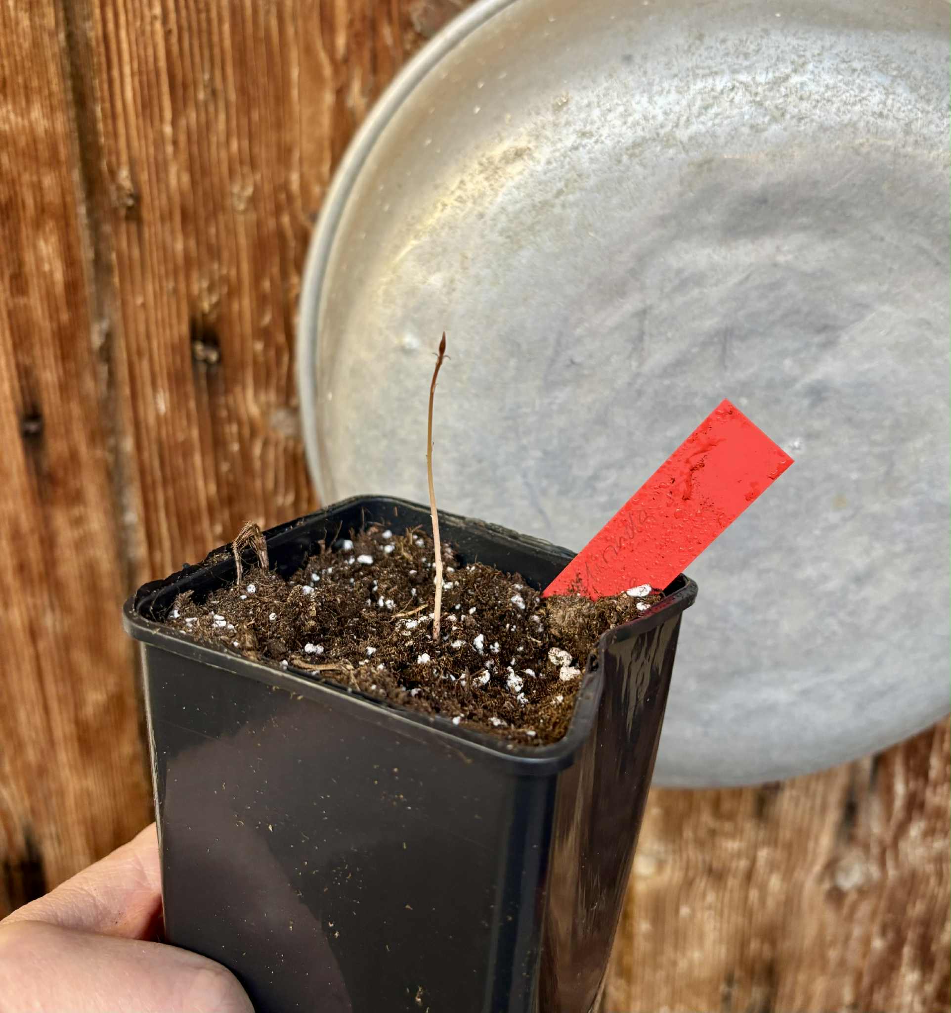 Mirinda (Eugenia sp Laranja do Rio de Janeiro) - 1 potted seedling / 1 getopfter Sämling