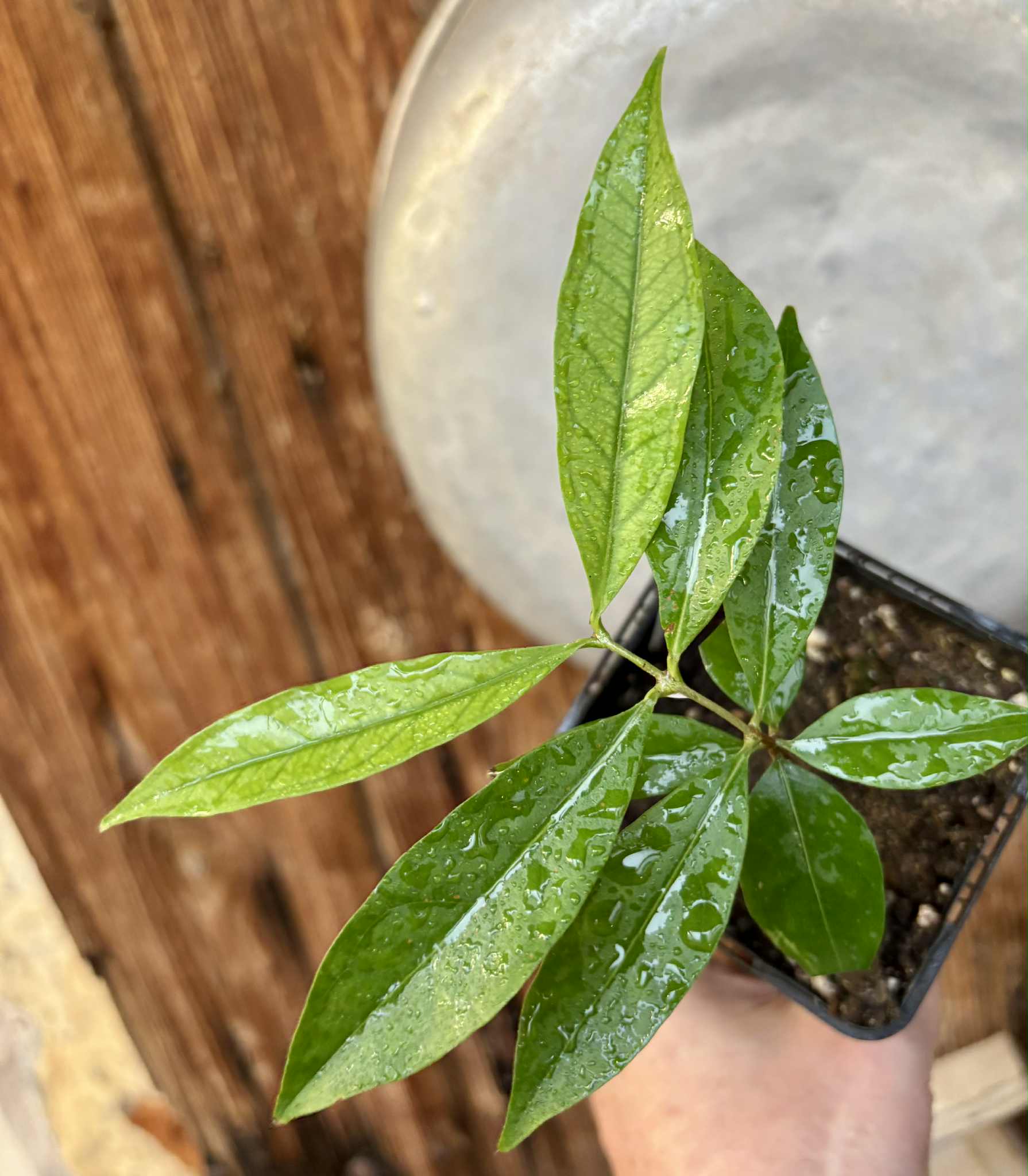 Eugenia sp Belmonte -  1 potted seedling / 1 getopfter Sämling
