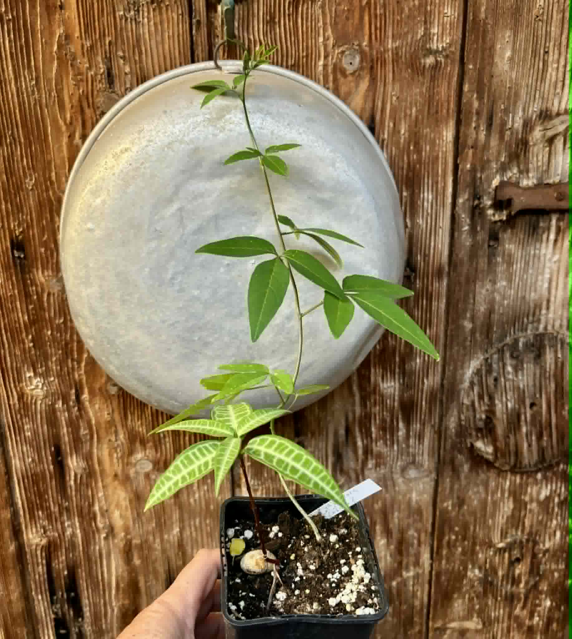Eugenia sp Labisia + Maracuja do Cerrado (Passiflora cincinnata) - 2 seedlings in one pot / 2 Sämlinge in einem Topf