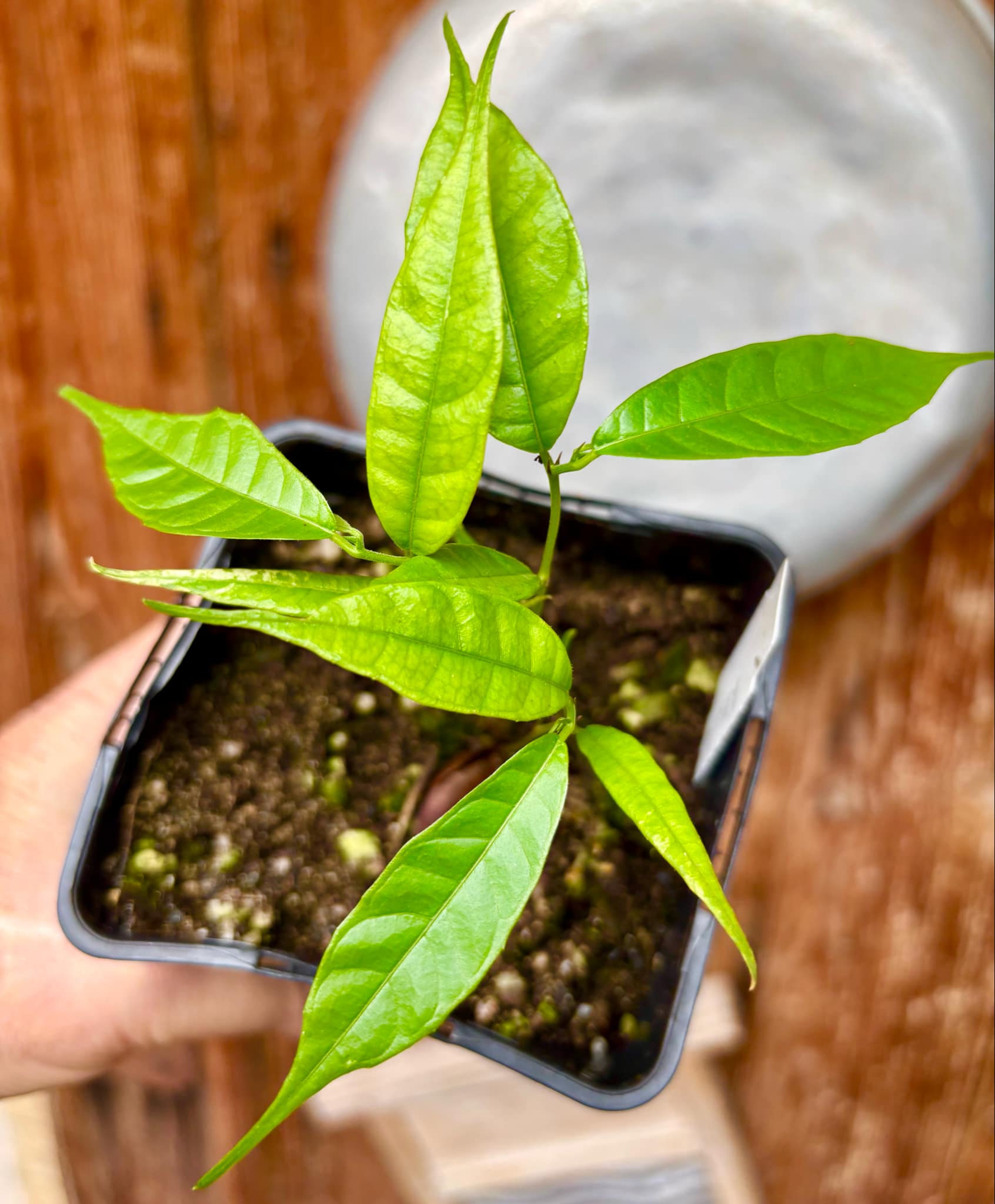 three from one seed - Kesusu (Prainea limpato) - 1 small potted seedling / 1 kleiner, getopfter Sämling