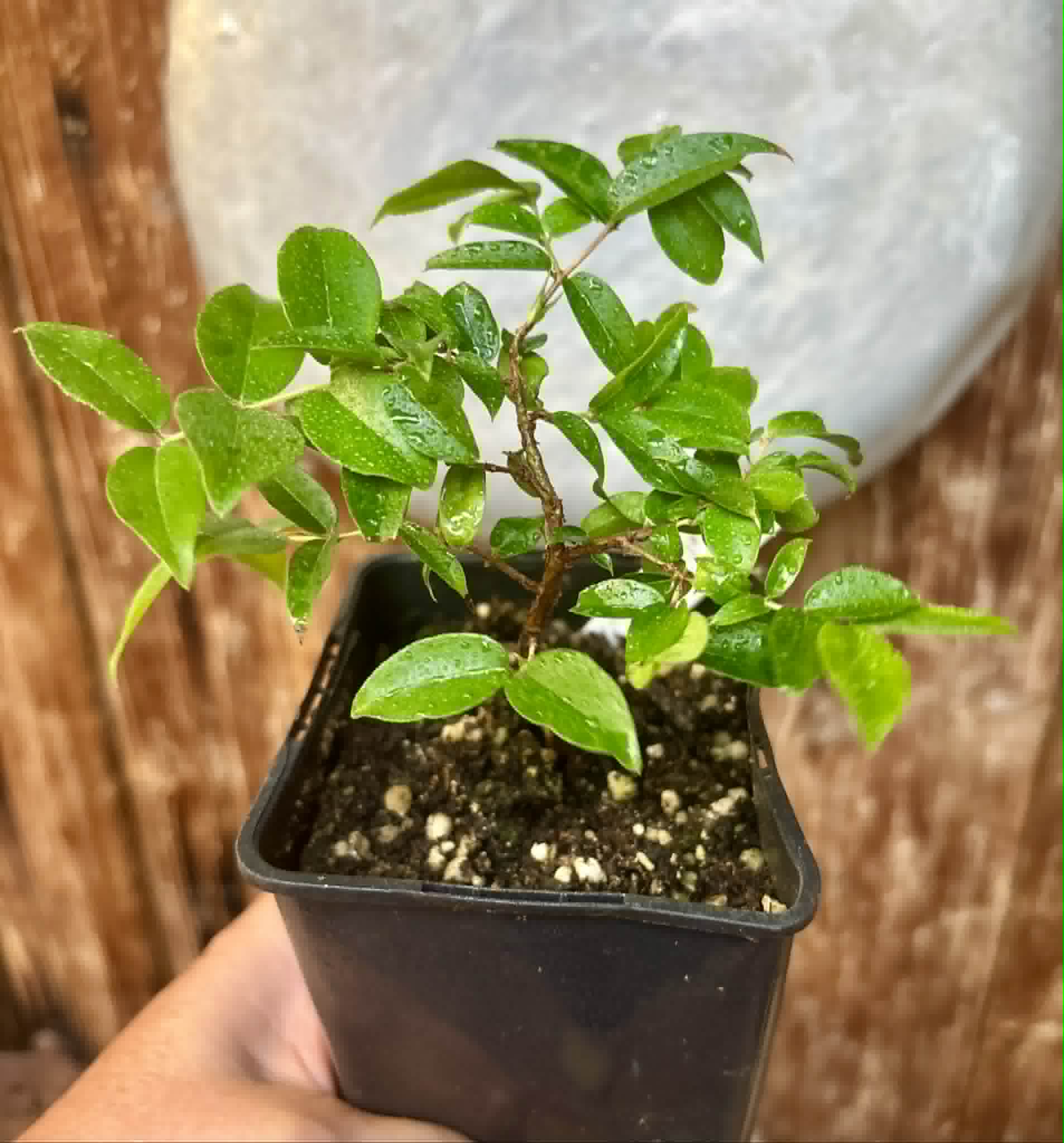 Jaboticaba - Plinia sp Canelinha Polpa branca - 1 potted seedling / 1 getopfter Sämling
