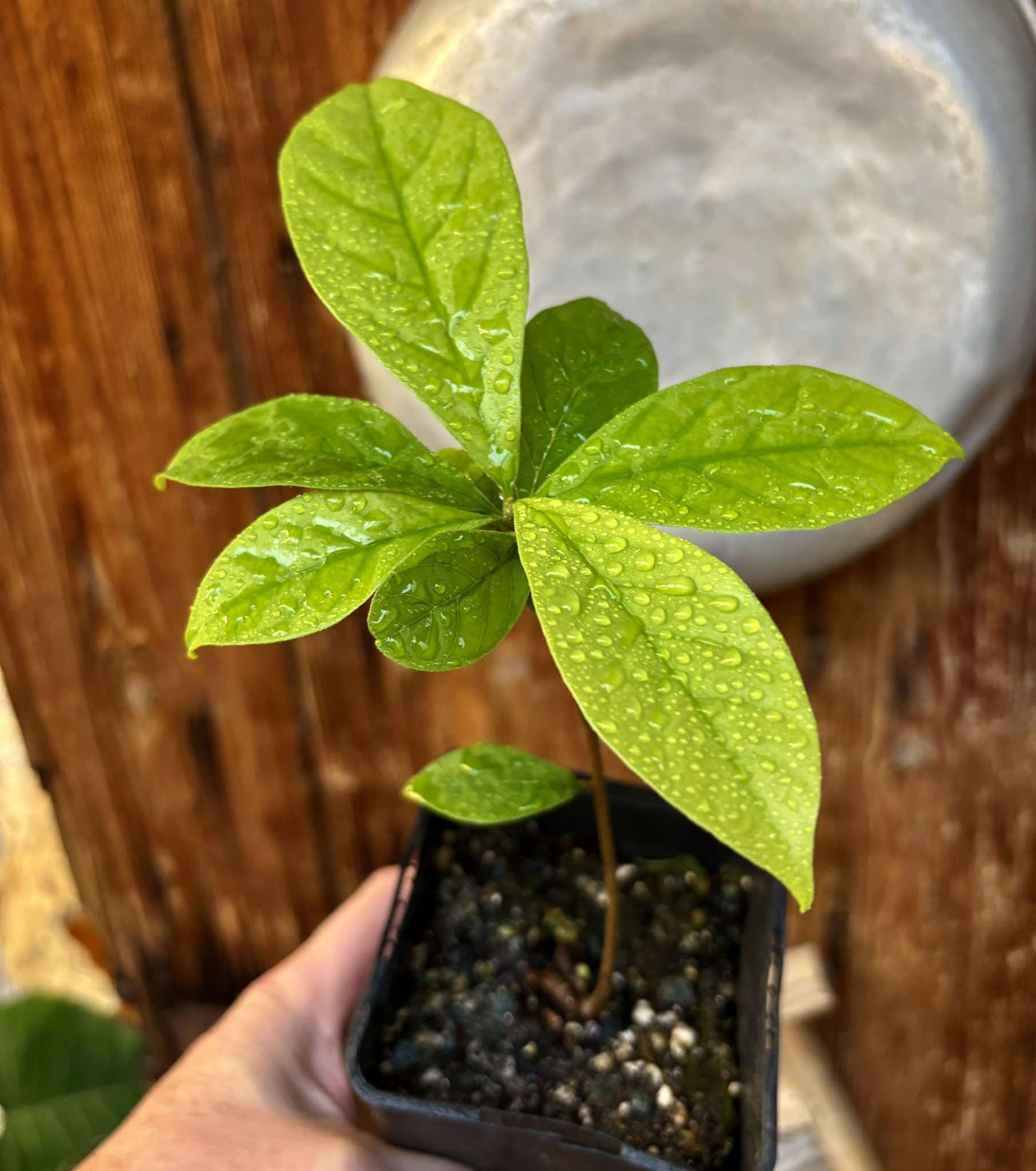 Marmixa (Pradosia lactescens) - 1 potted plant / 1 getopfte Pflanze