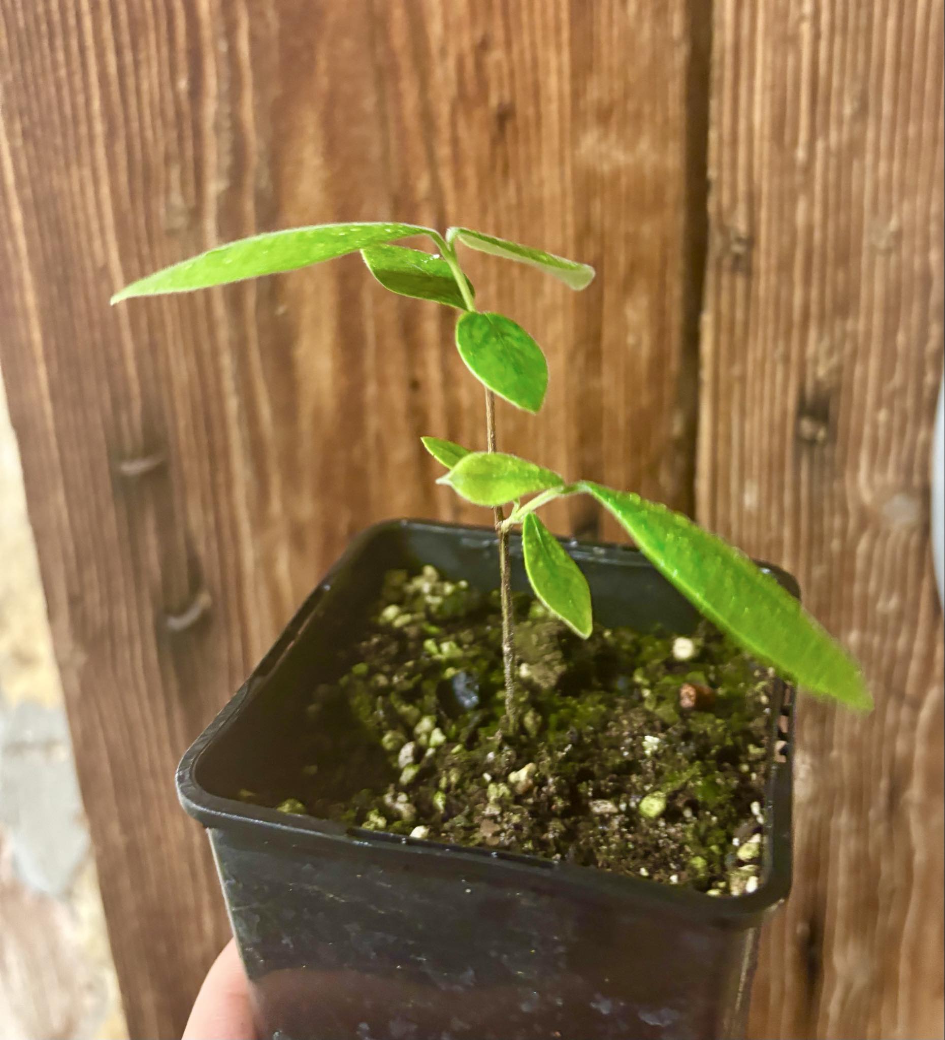 Eugenia caipora BIG -  1 potted plant / 1 getopfte Pflanze