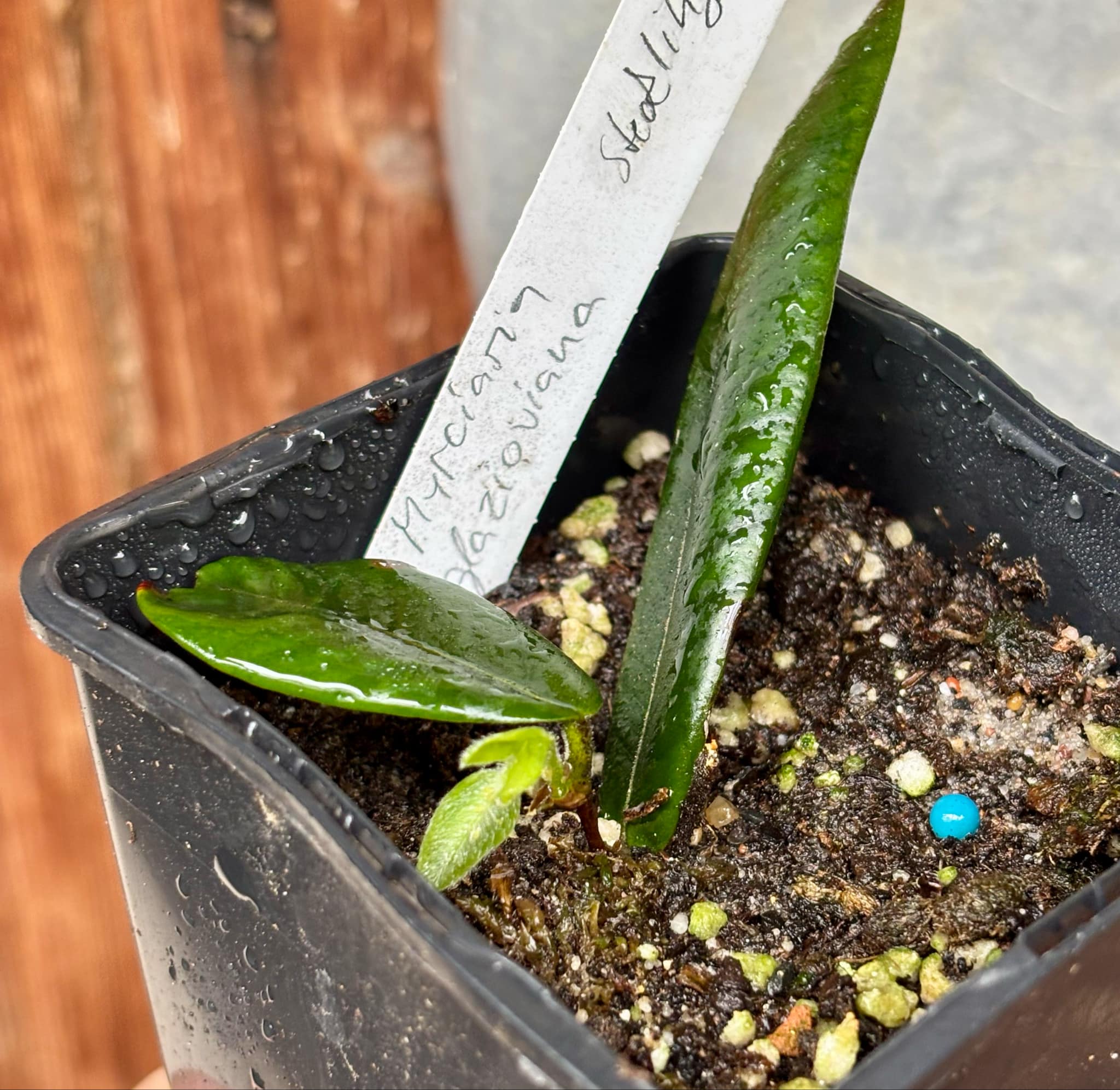 Myrciaria glazioviana - Cabeludinha  -  1 potted rooted cutting  / 1 getopfter, bewurzelter Steckling