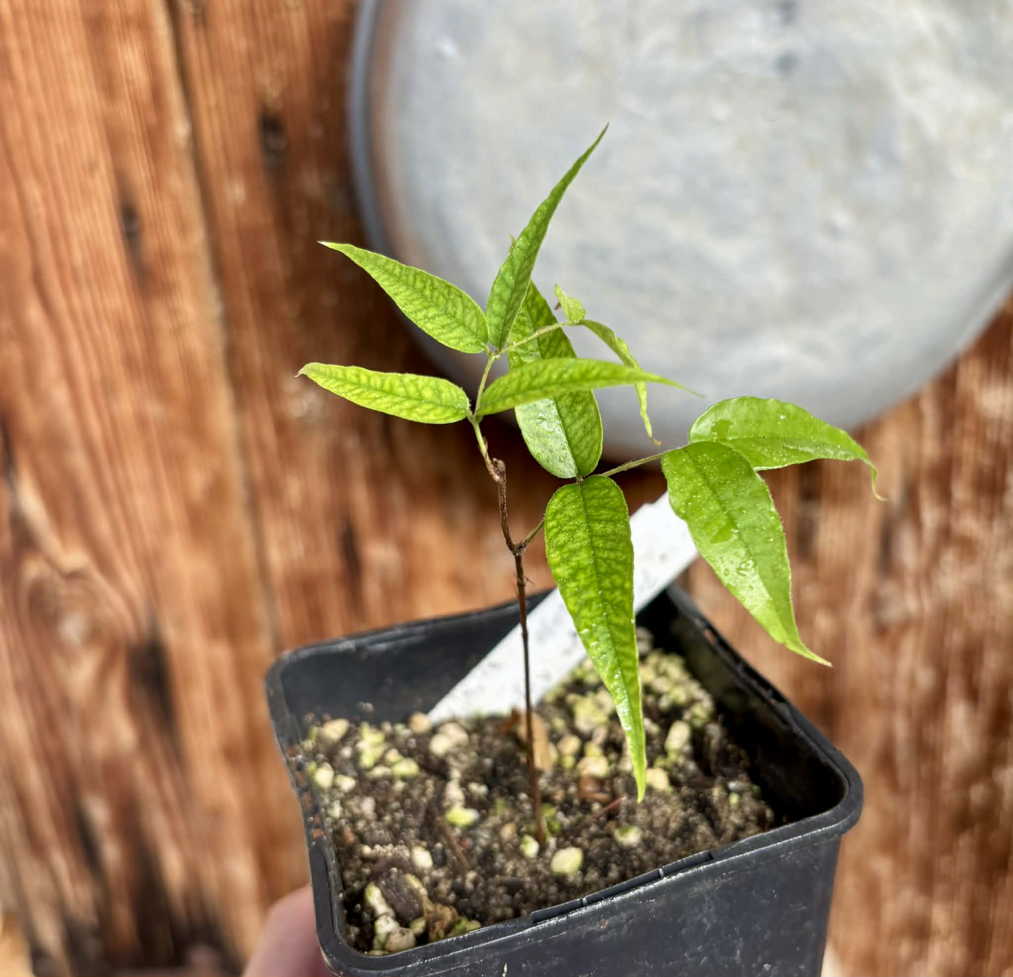 Jaboticaba - Plinia sp Rajada Cabo longo verde -  1 potted seedling / 1 getopfter Sämling