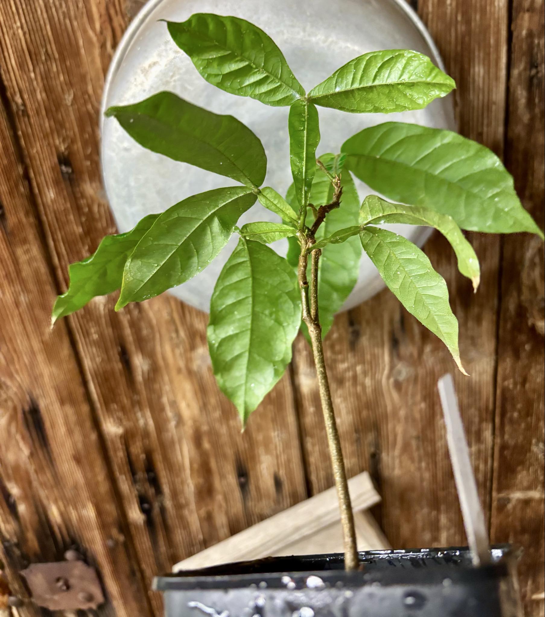 Inga feuilleei - Pacay Ice Cream Bean - 1 potted plant / 1 getopfte Pflanze