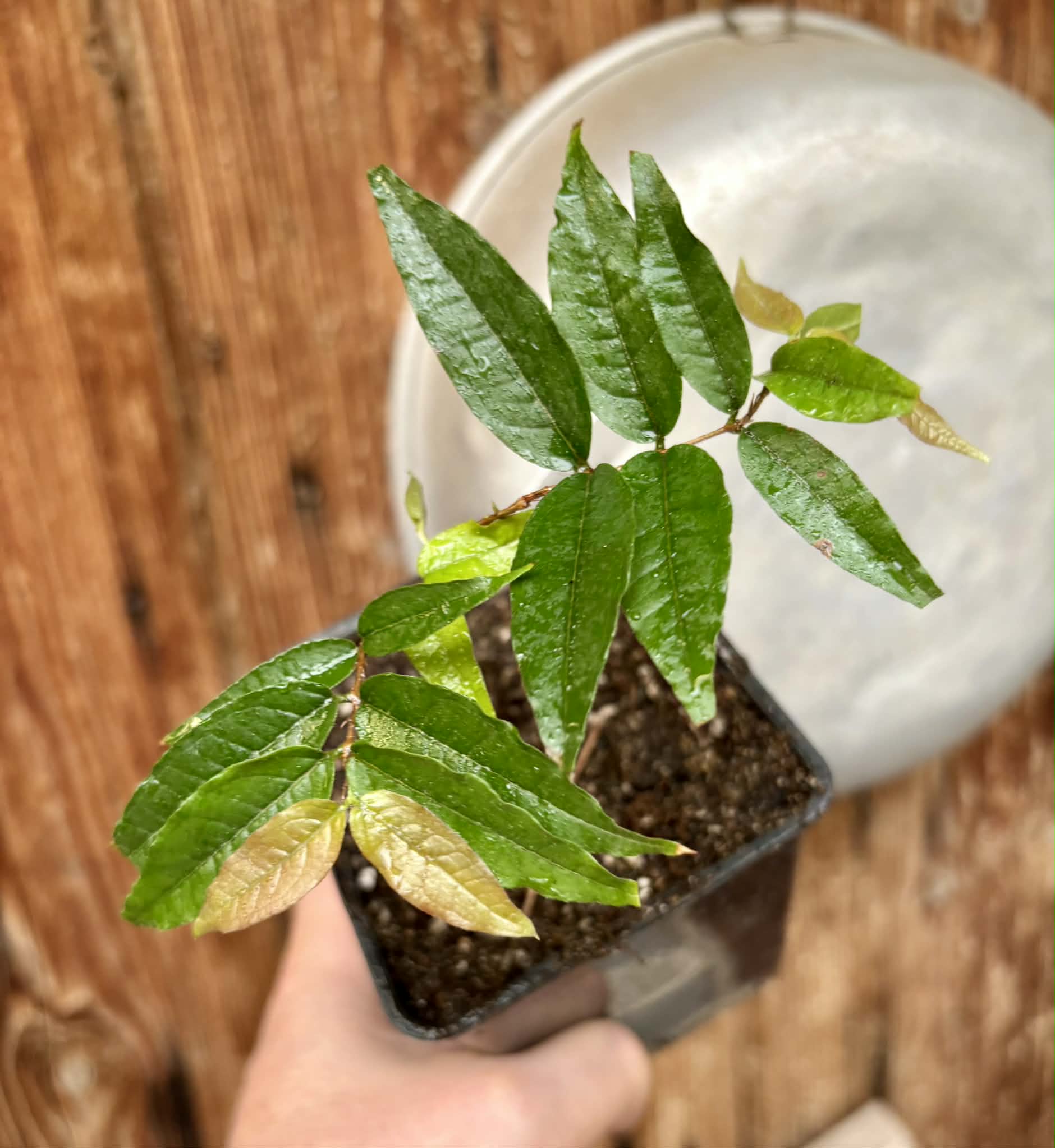 Plinia spiritosantensis var. Mucuri Velvet - 1 potted plant/ 1 getopfte Pflanze