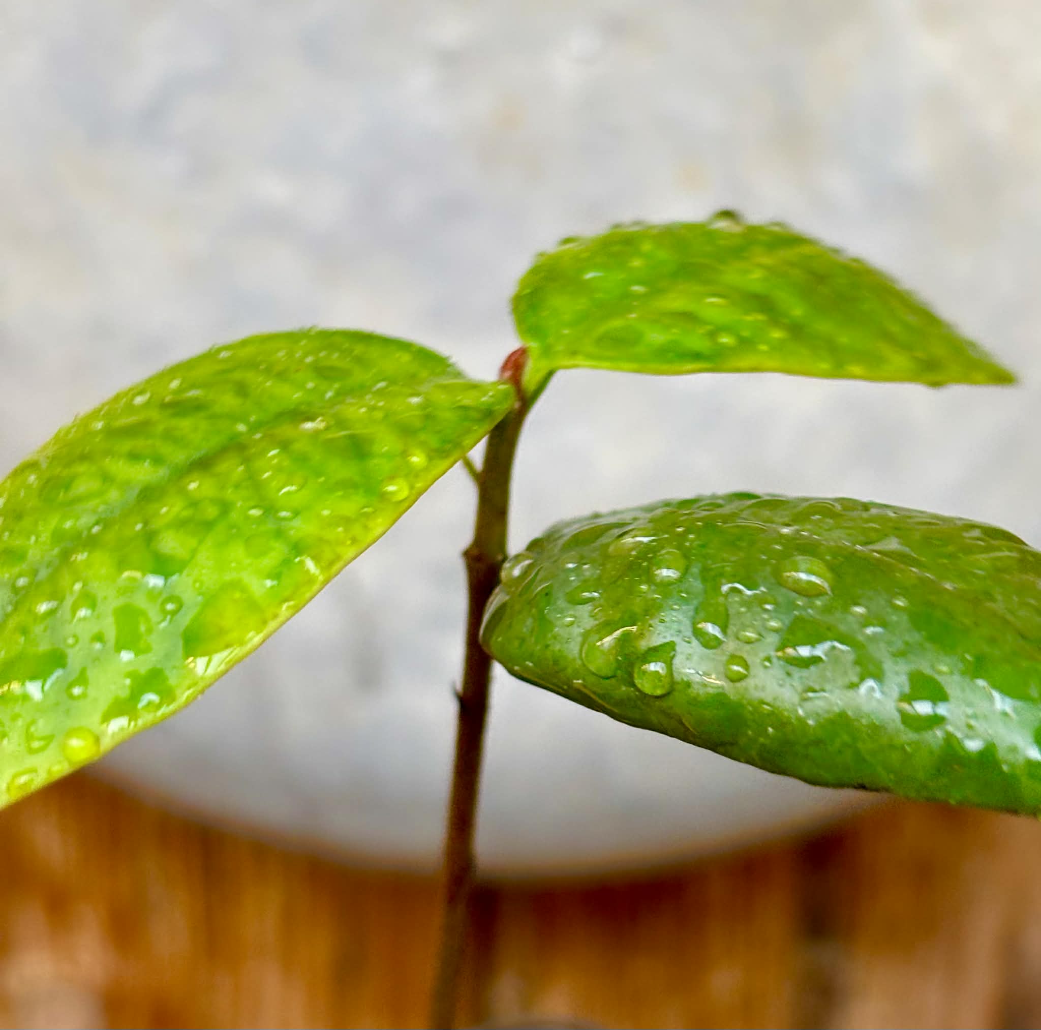 Eugenia itapemirimensis - 1 potted plant / 1 getopfte Pflanze
