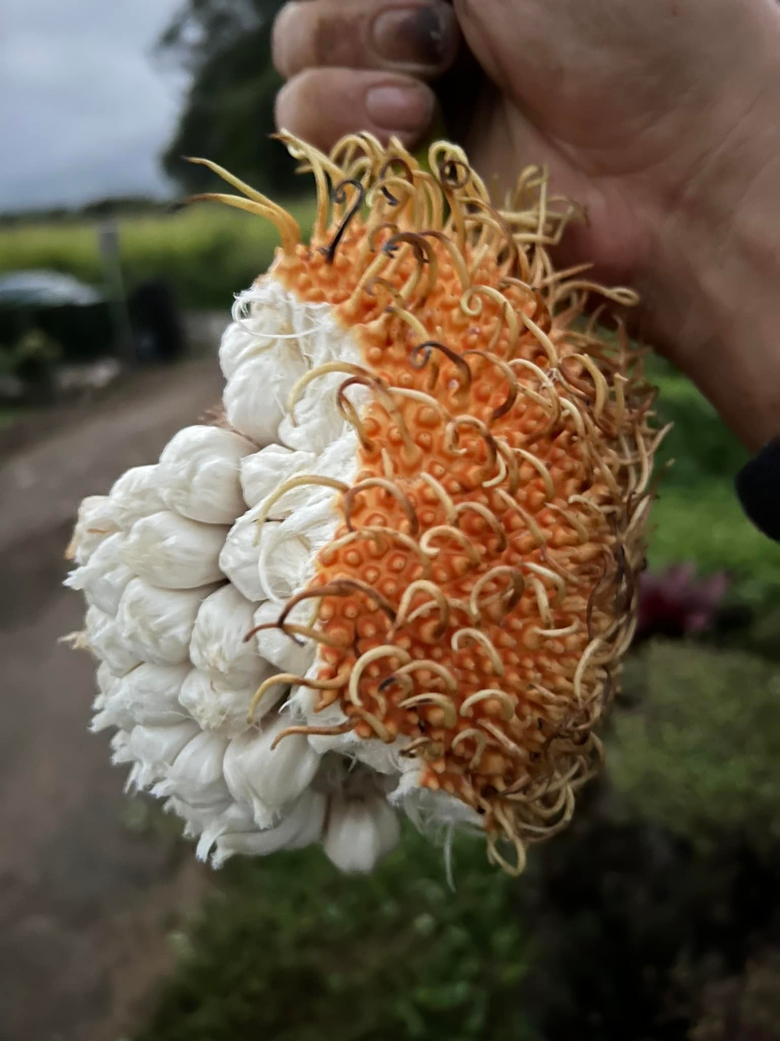 Pedalai (Artocarpus sericicarpus) - 1 germinated seed / 1 gekeimter Samen