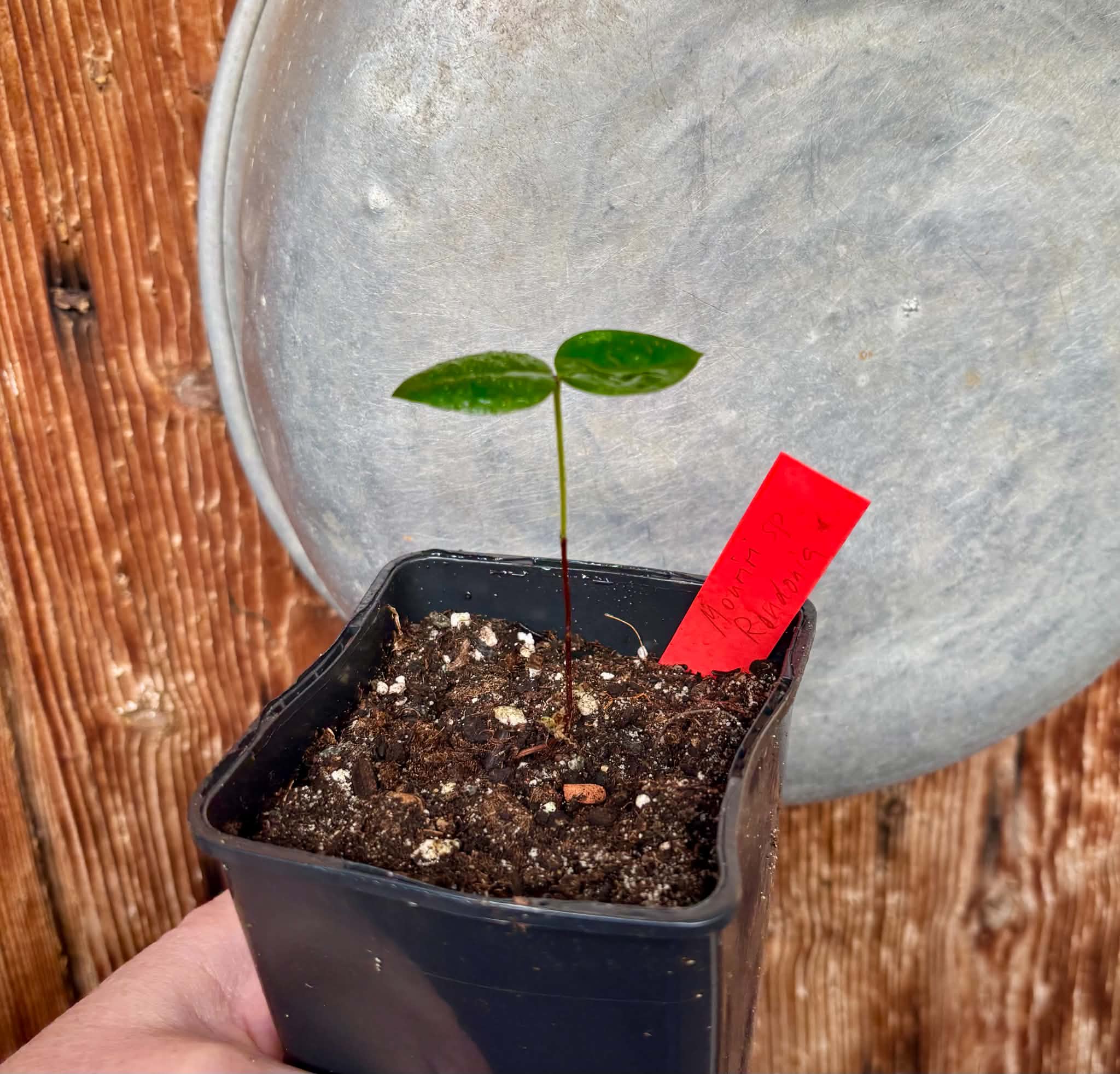 Mouriri sp Rondonia - 1 potted seedling / 1 getopfter Sämling