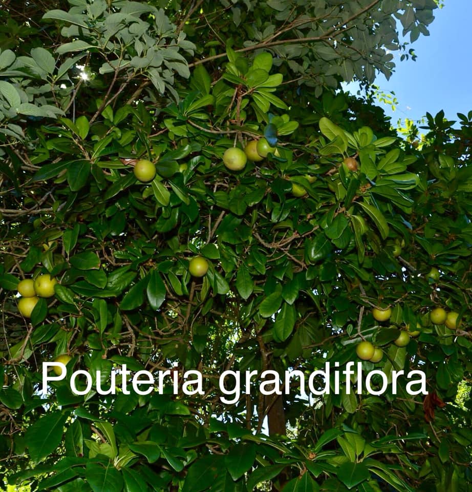 Pouteria grandiflora - 1 fresh seed / 1 frischer Samen