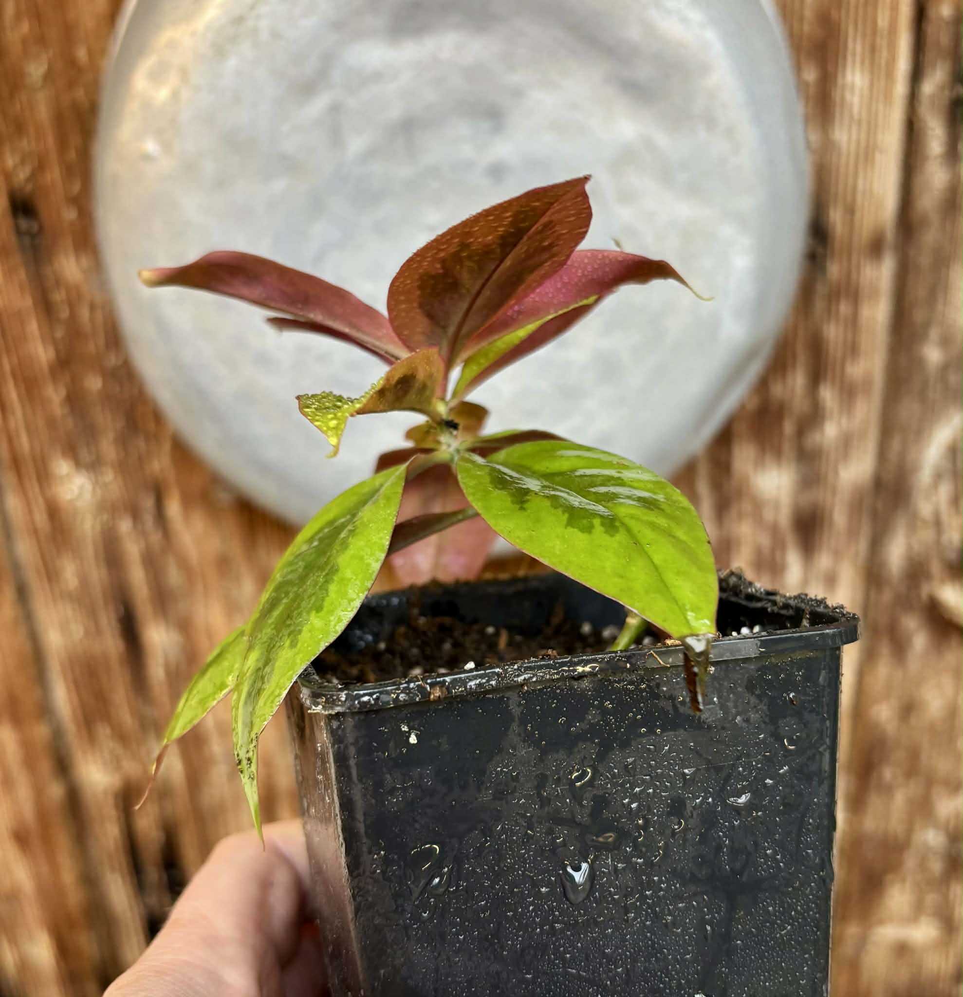 Variegated Barbados Gooseberry - (Pereskia aculeata) - 1 potted plant / 1 getopfte Pflanze