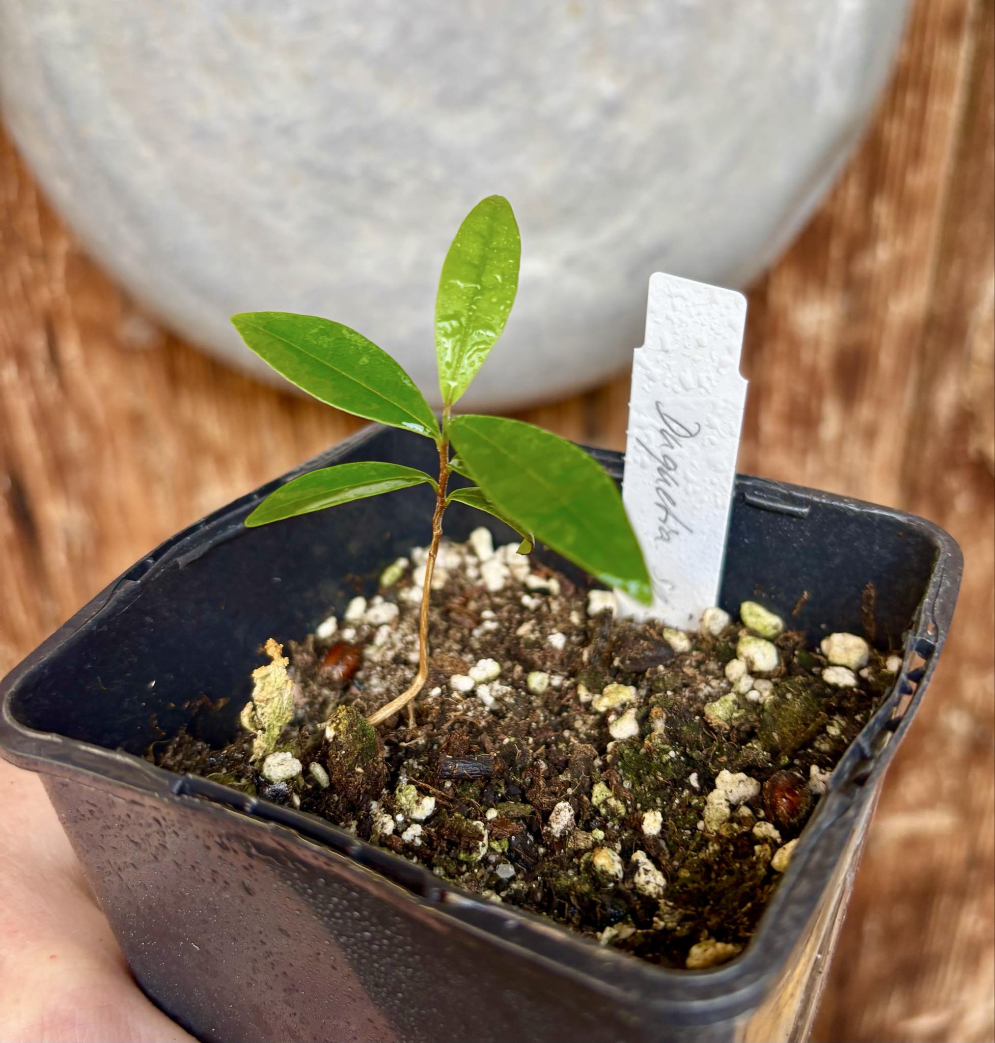 Duguetia sp Ceara - 1 potted seedling / 1 getopfter Sämling