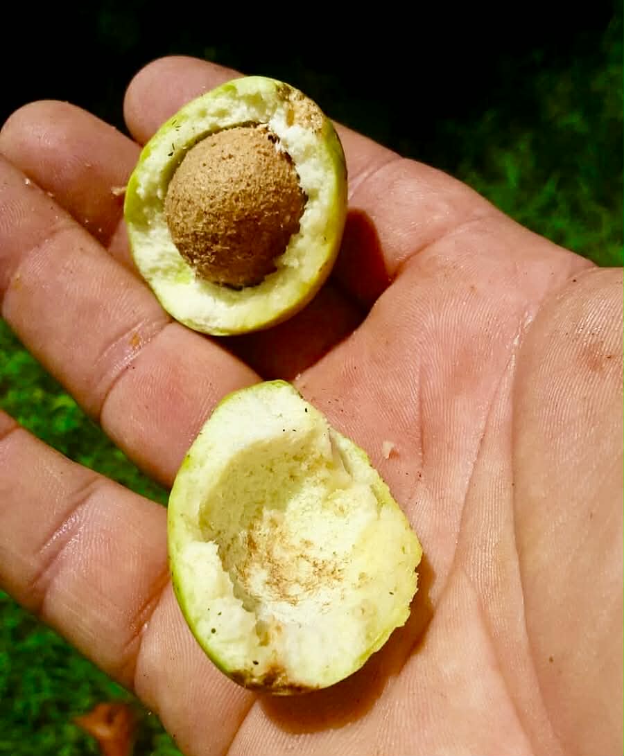 Sea Apple (Syzygium grande) - 1 germinated seed / 1 gekeimter Samen