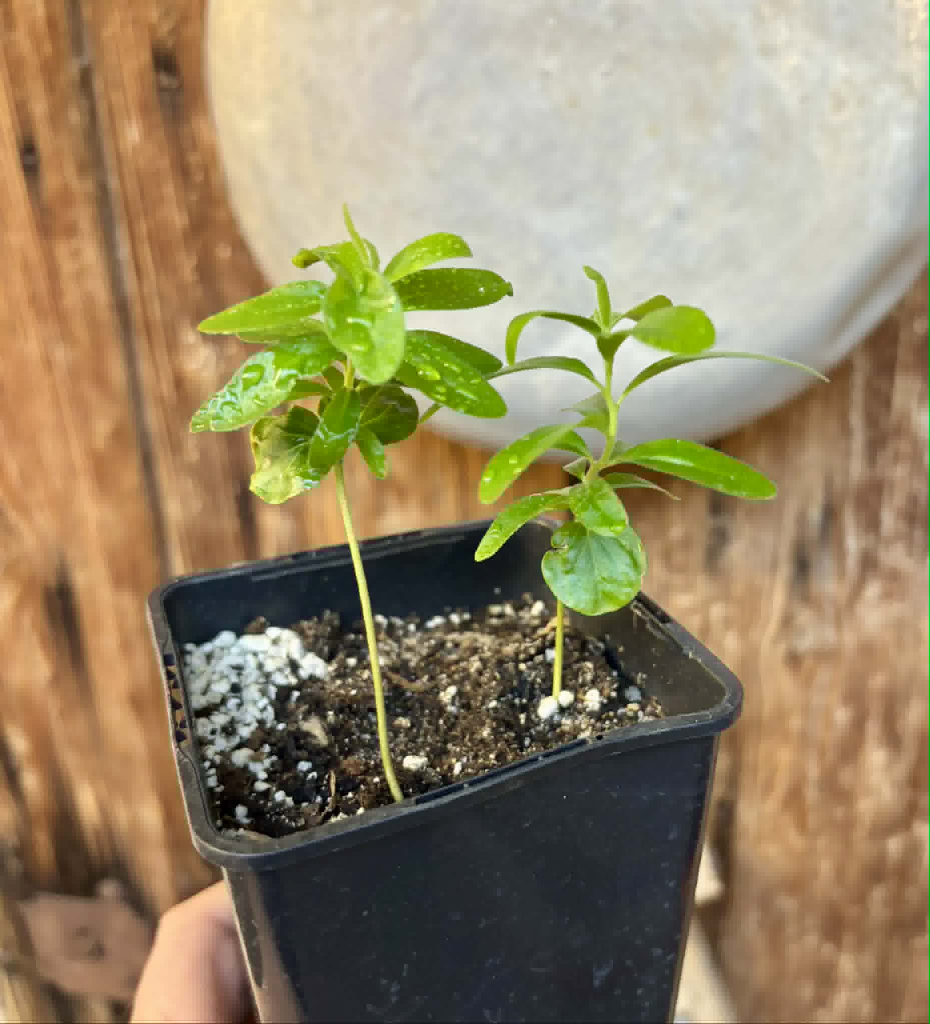 2 in 1 pot - Kei Apple (Dovyalis caffra) - 2 plants in one pot / 2 Pflanzen in einem Topf