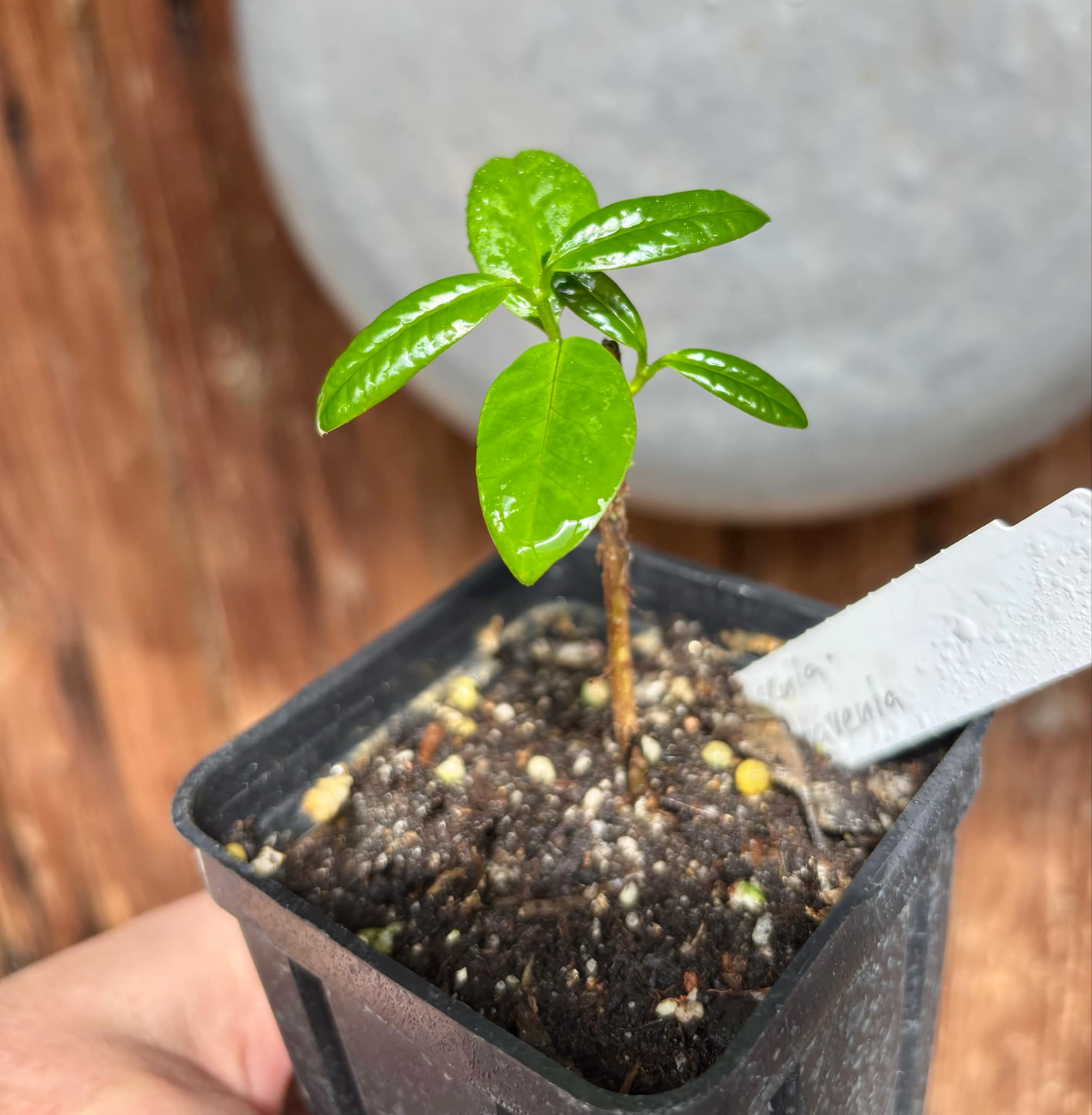 our last plant - Eugenia subavenia - 1 potted plant / 1 getopfte Pflanze