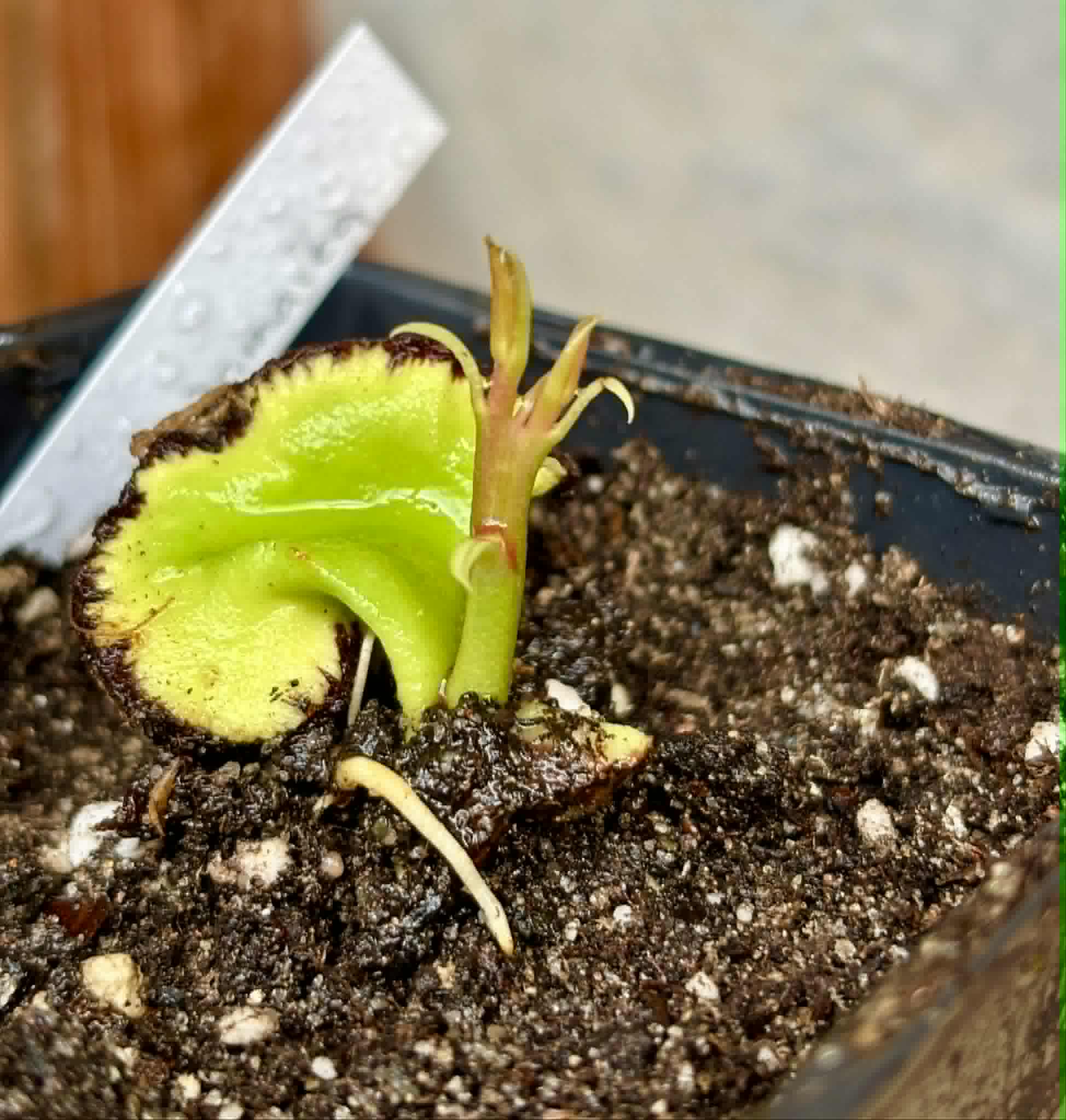 Jambu Bol Jamaika (Syzygium malaccense) - 1 potted seedling / 1 getopfter Sämling