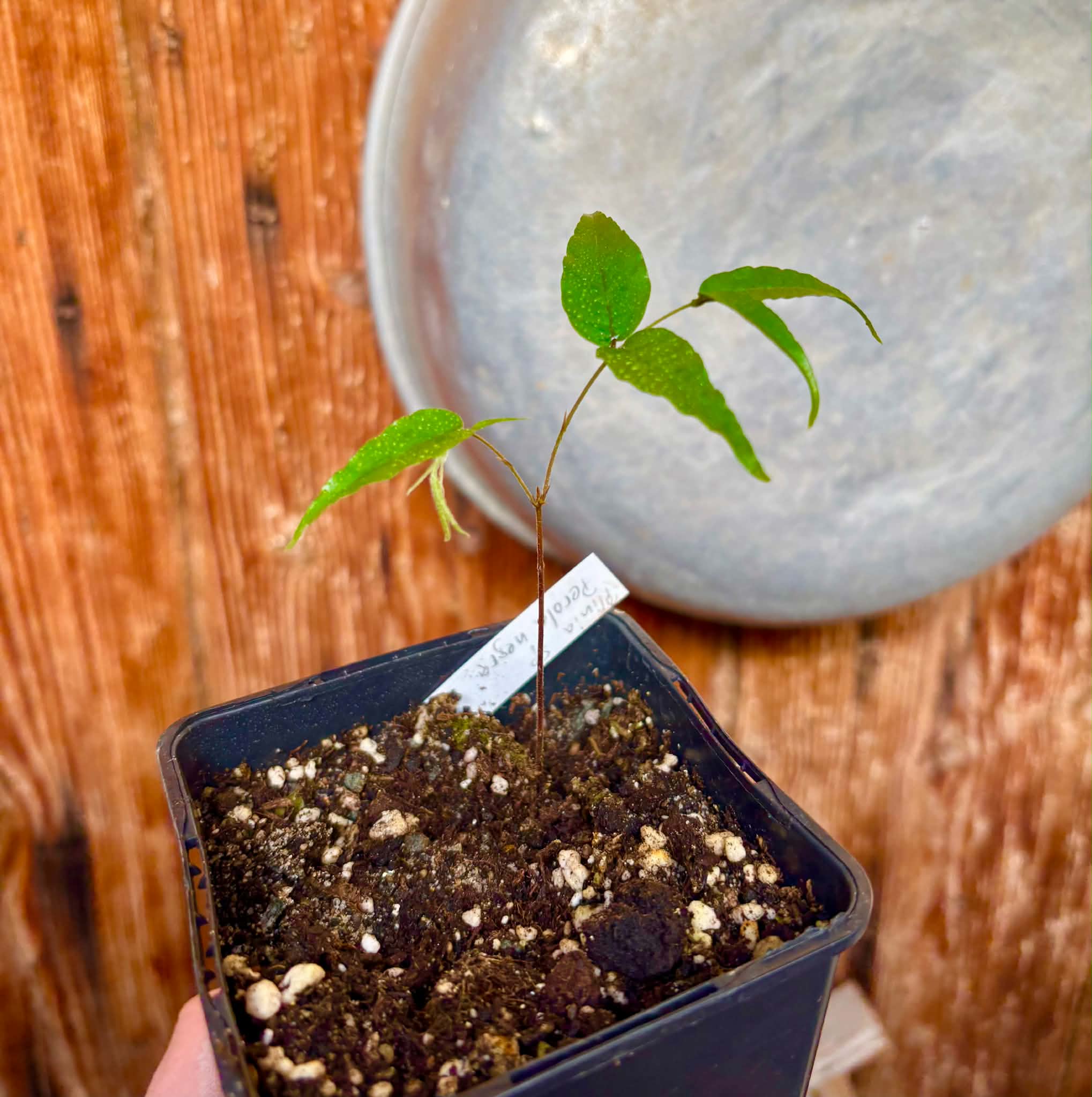 Plinia sp Perola negra - 1 potted seedling / 1 getopfter Sämling