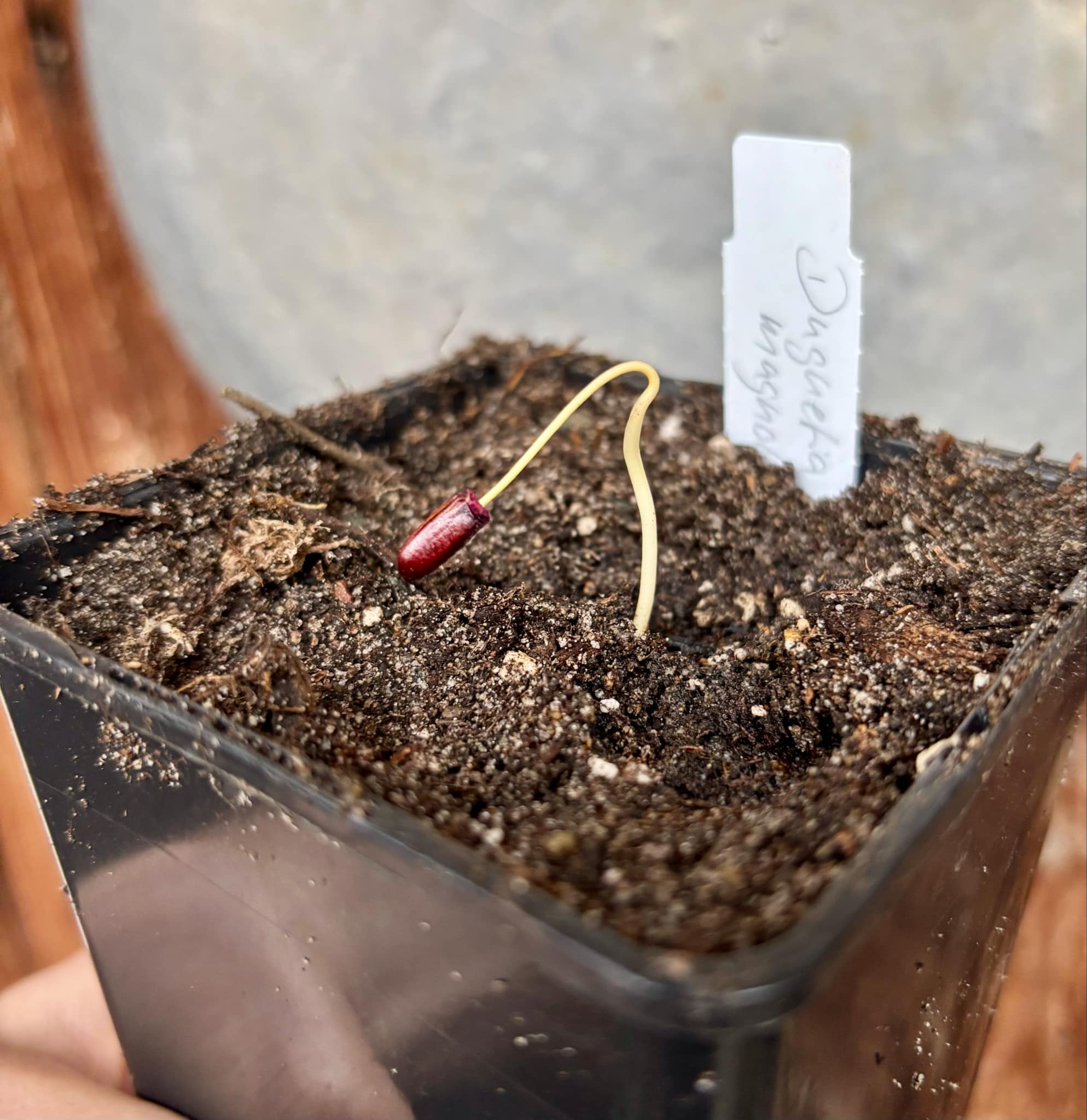 Duguetia magnolioidea  - 1 just potted seedling / 1 frisch getopfter Sämling