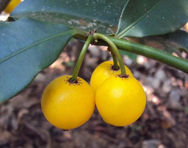 Lemon Drop Mangosteen (Garcinia intermedia) - 1 potted plant / 1 getopfte Pflanze